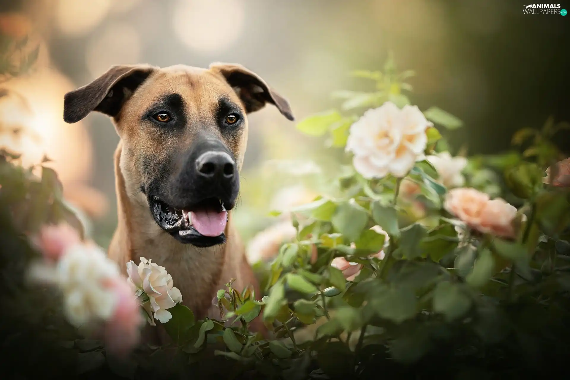 dog, Flowers, blur, Blackmouth Cur