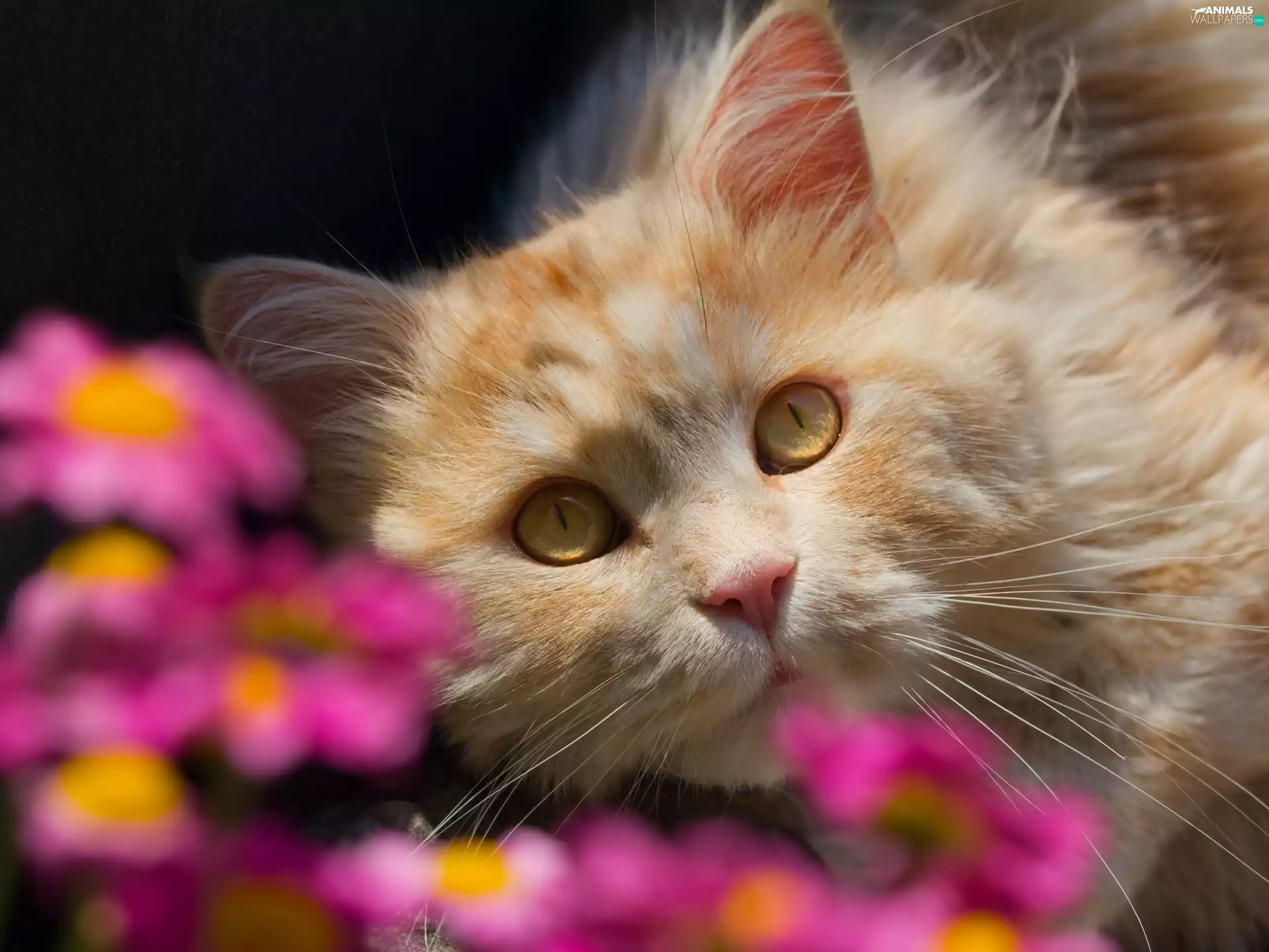 cat, Flowers, blur, The look