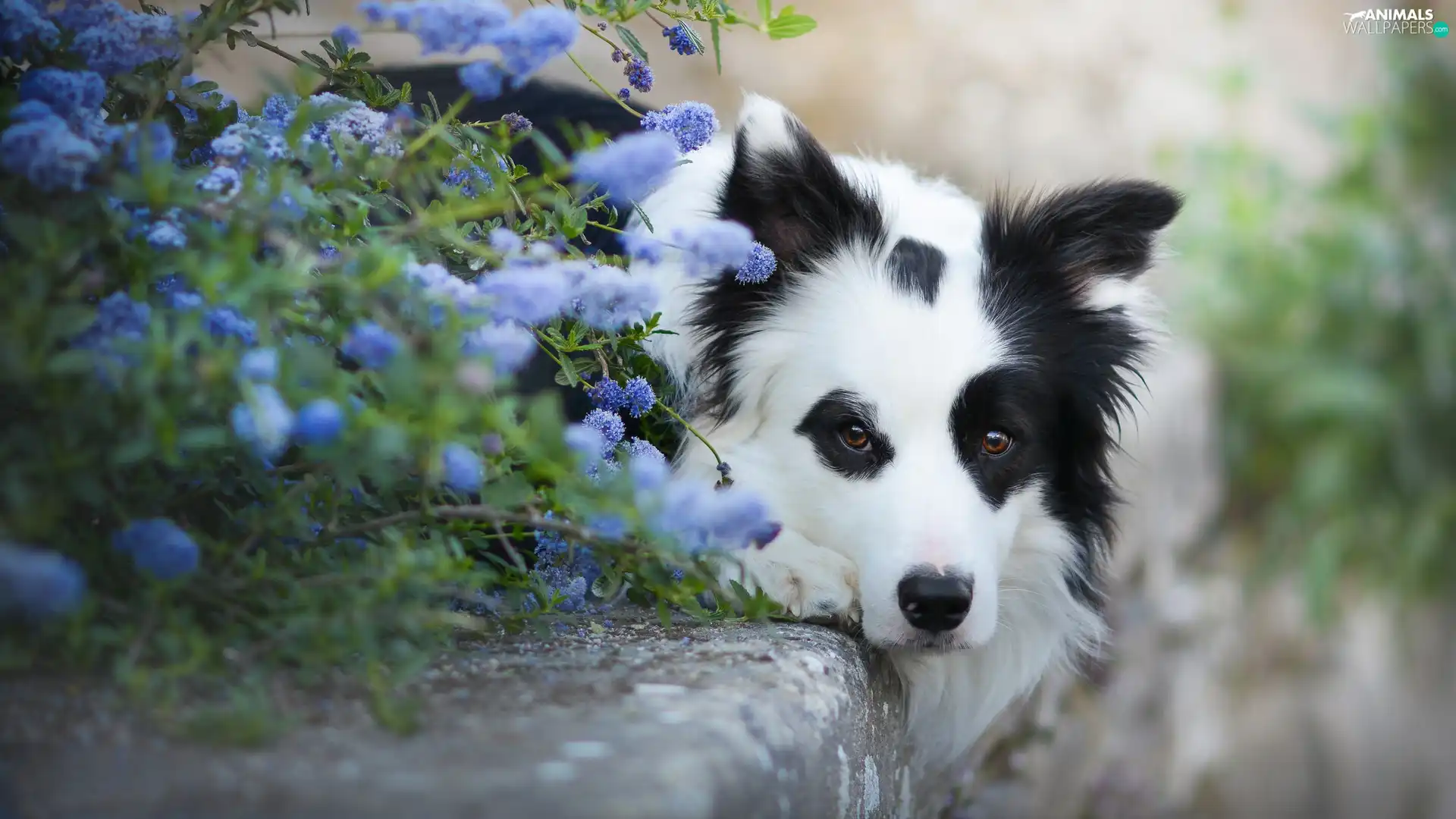 Flowers, curb, Border Collie, muzzle, lying