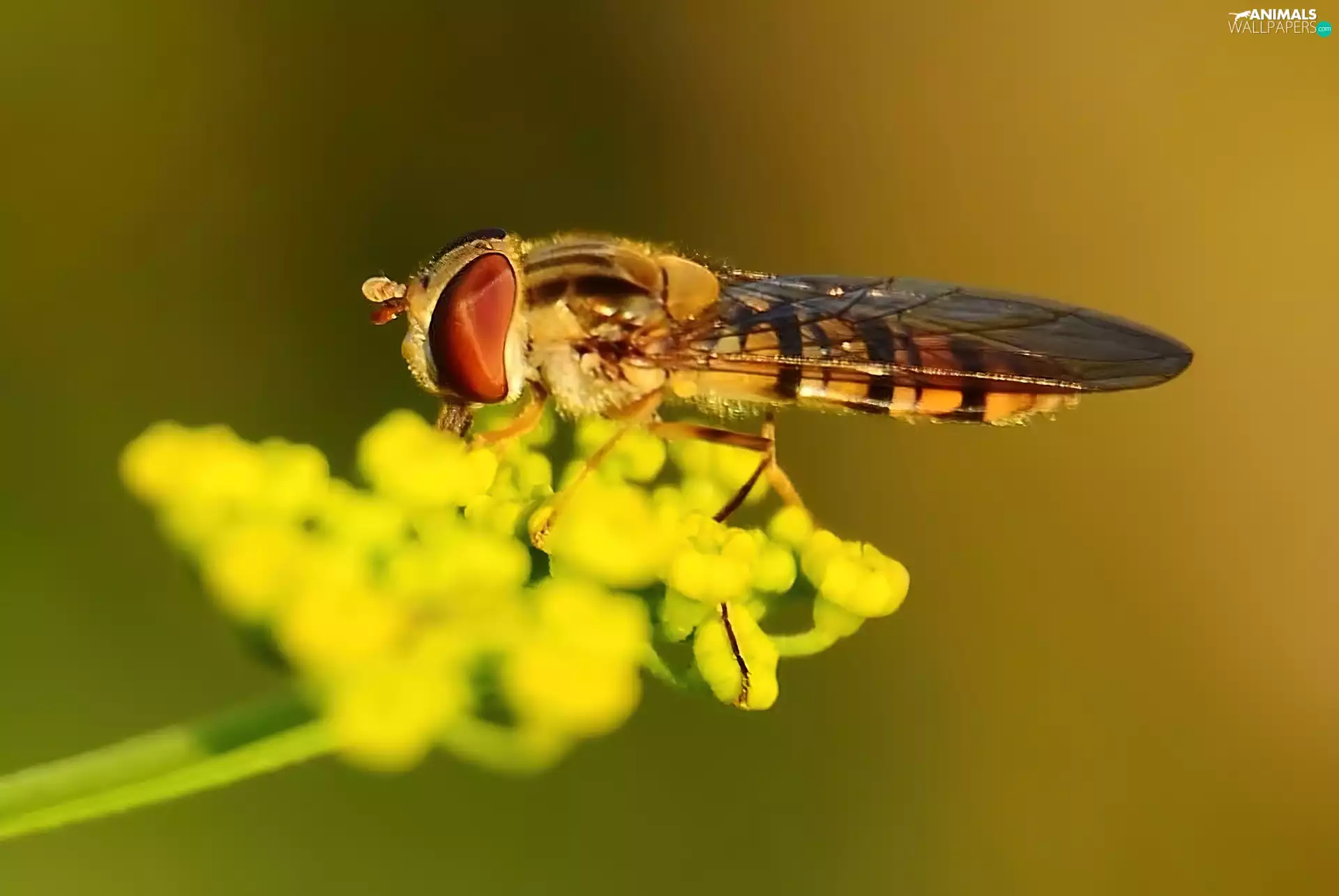 bow tie, Colourfull Flowers