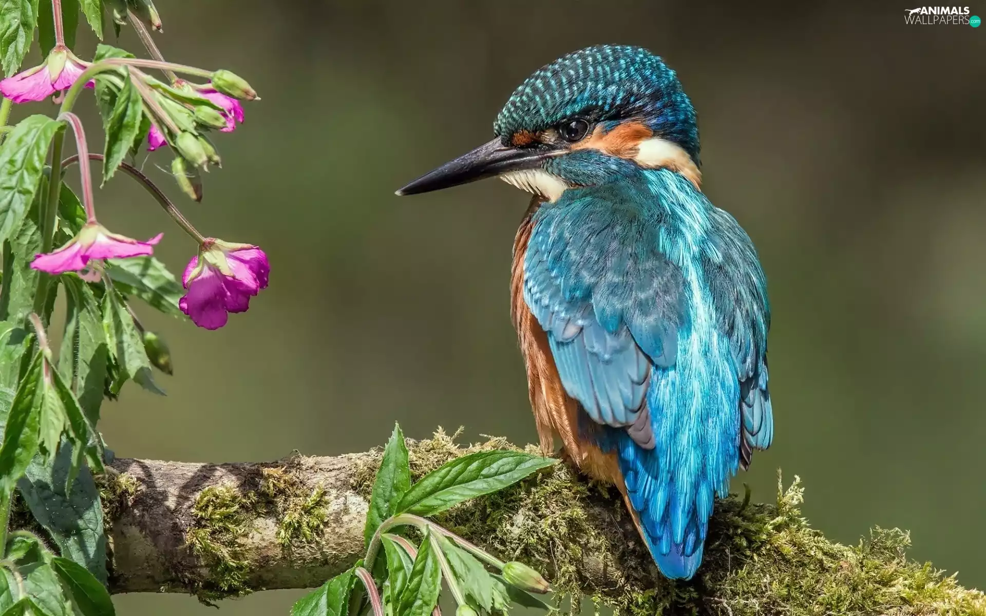 Flowers, kingfisher, branch