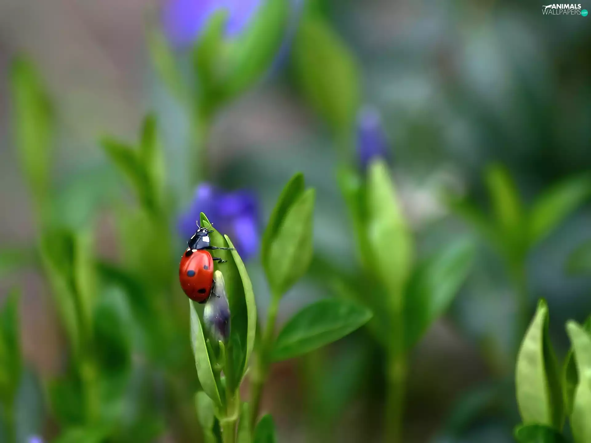 flowers, ladybird, Buds