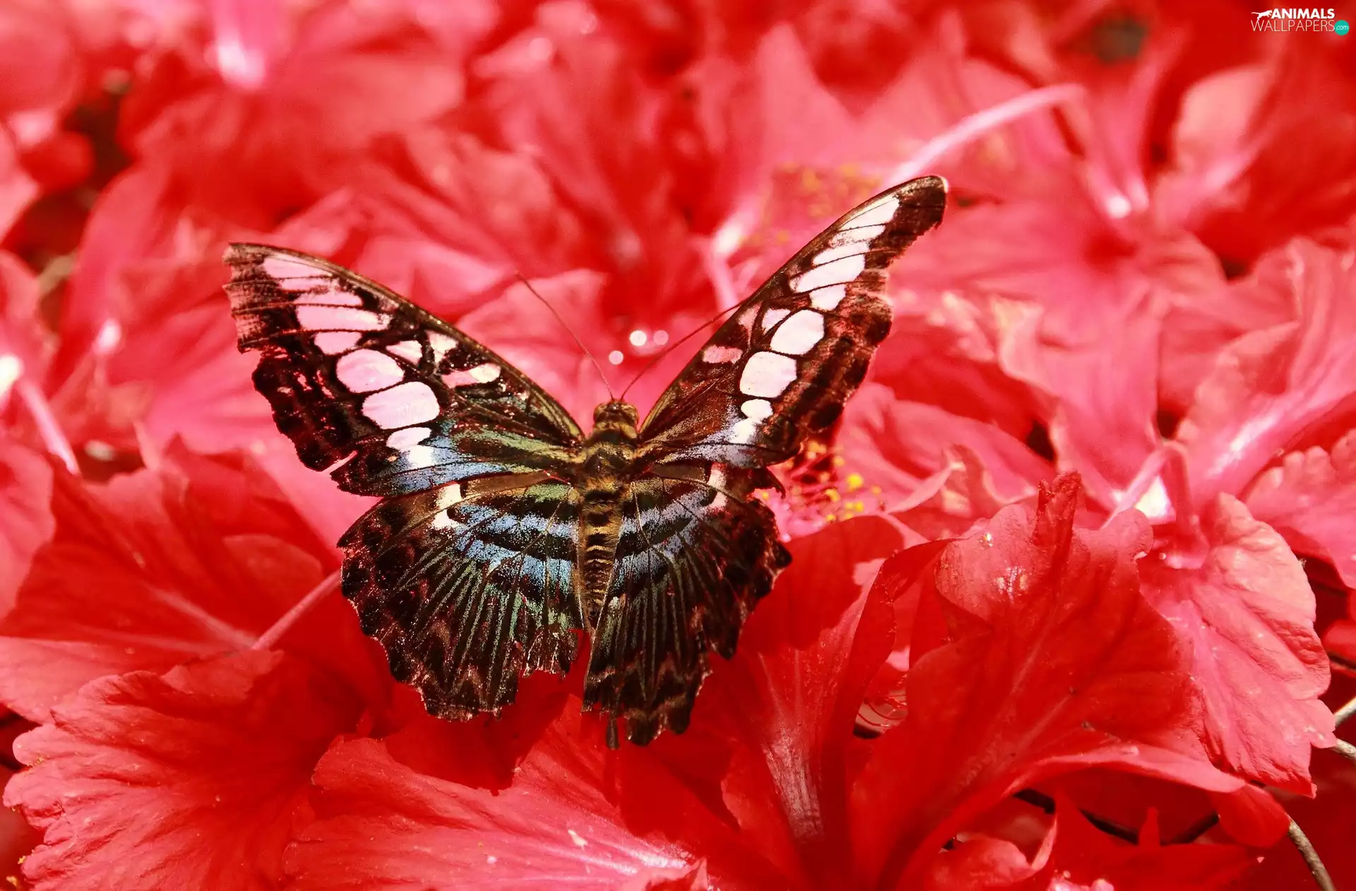 Flowers, Beatyfull, butterfly