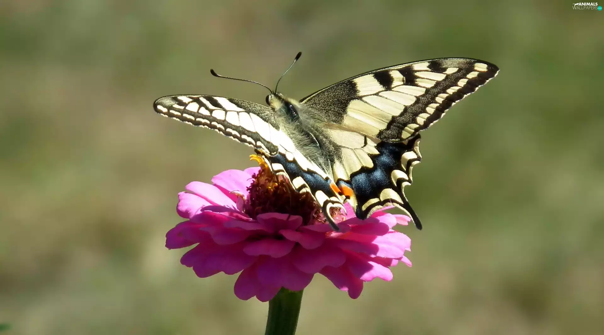 Colourfull Flowers, butterfly, Swallowtail Butterfly