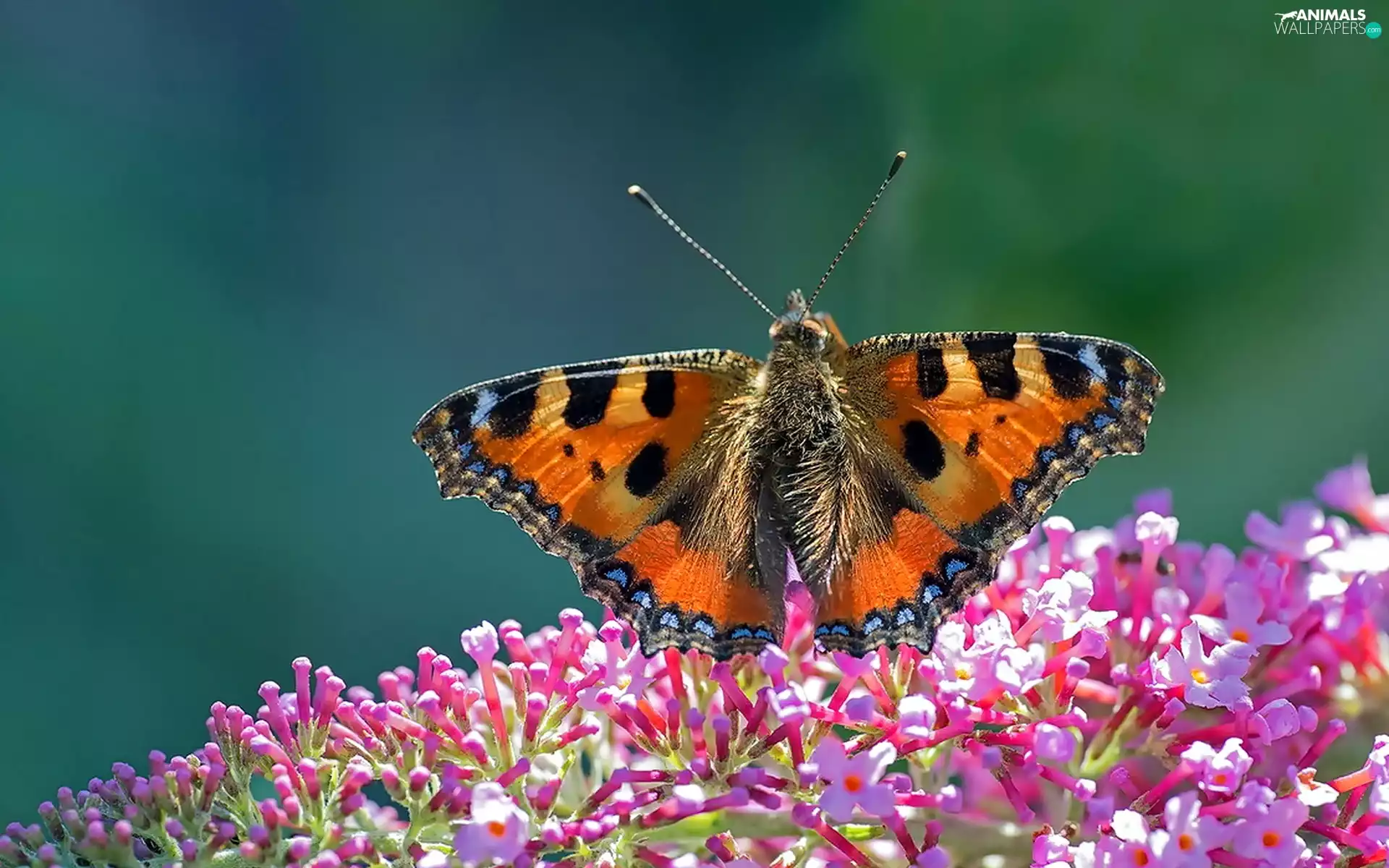 tortoiseshell, Flowers, butterfly, undine, Close