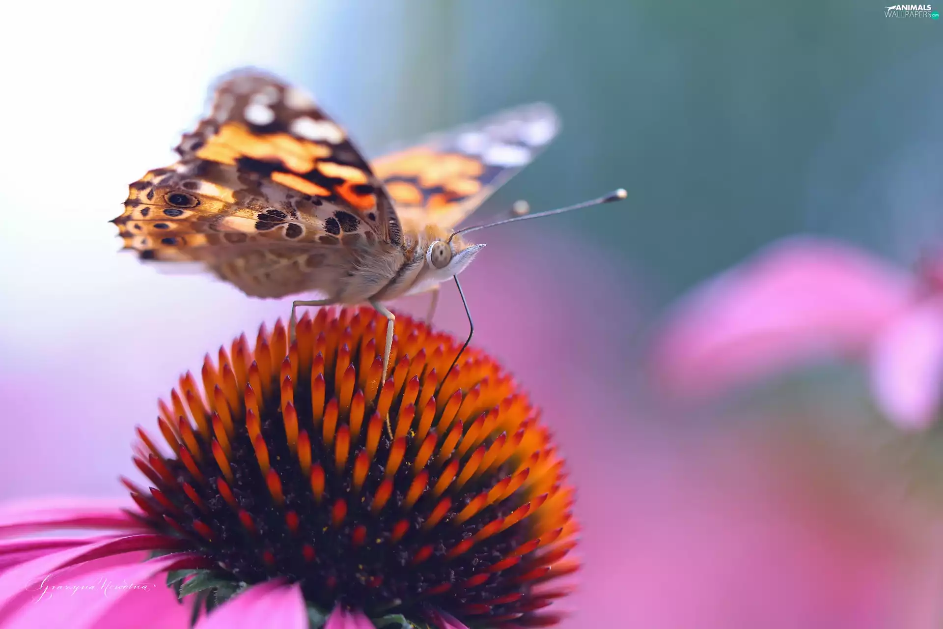 Painted Lady, Colourfull Flowers, echinacea, butterfly