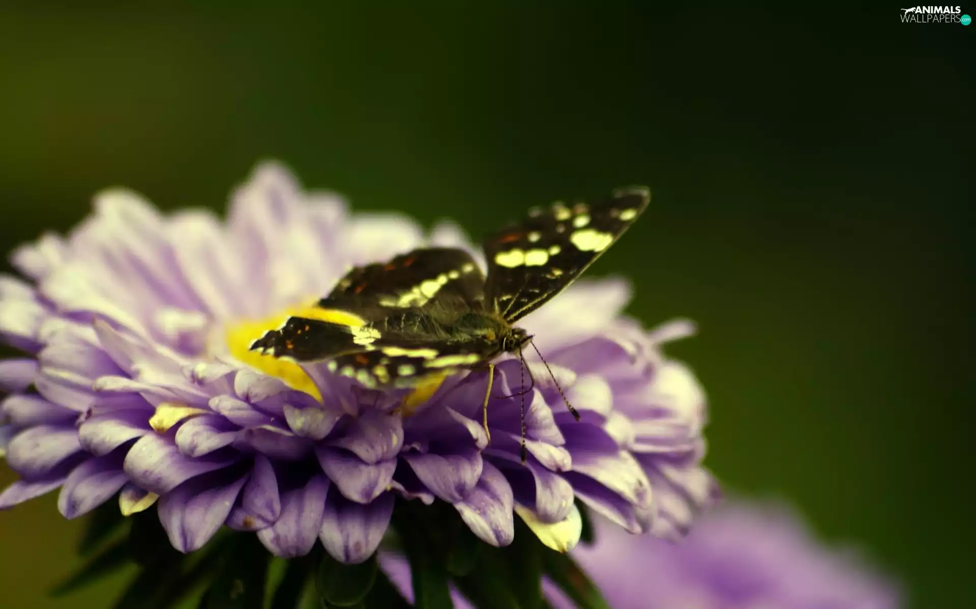 butterfly, Violet, Colourfull Flowers
