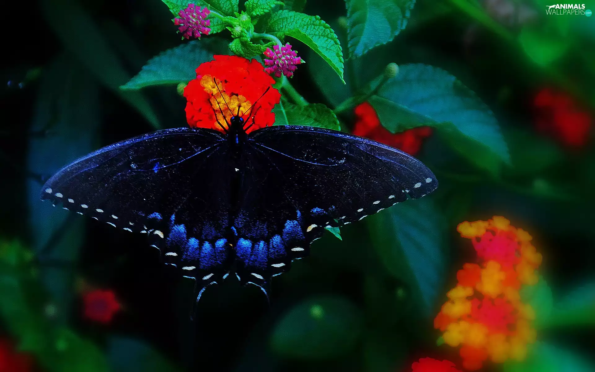 Flowers, Granate, butterfly