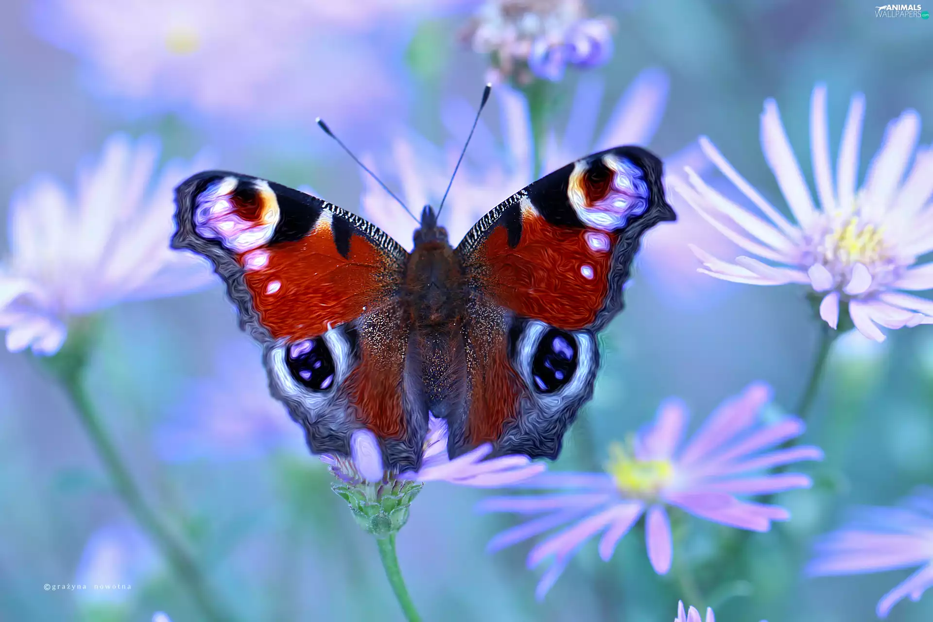 Flowers, Peacock, butterfly