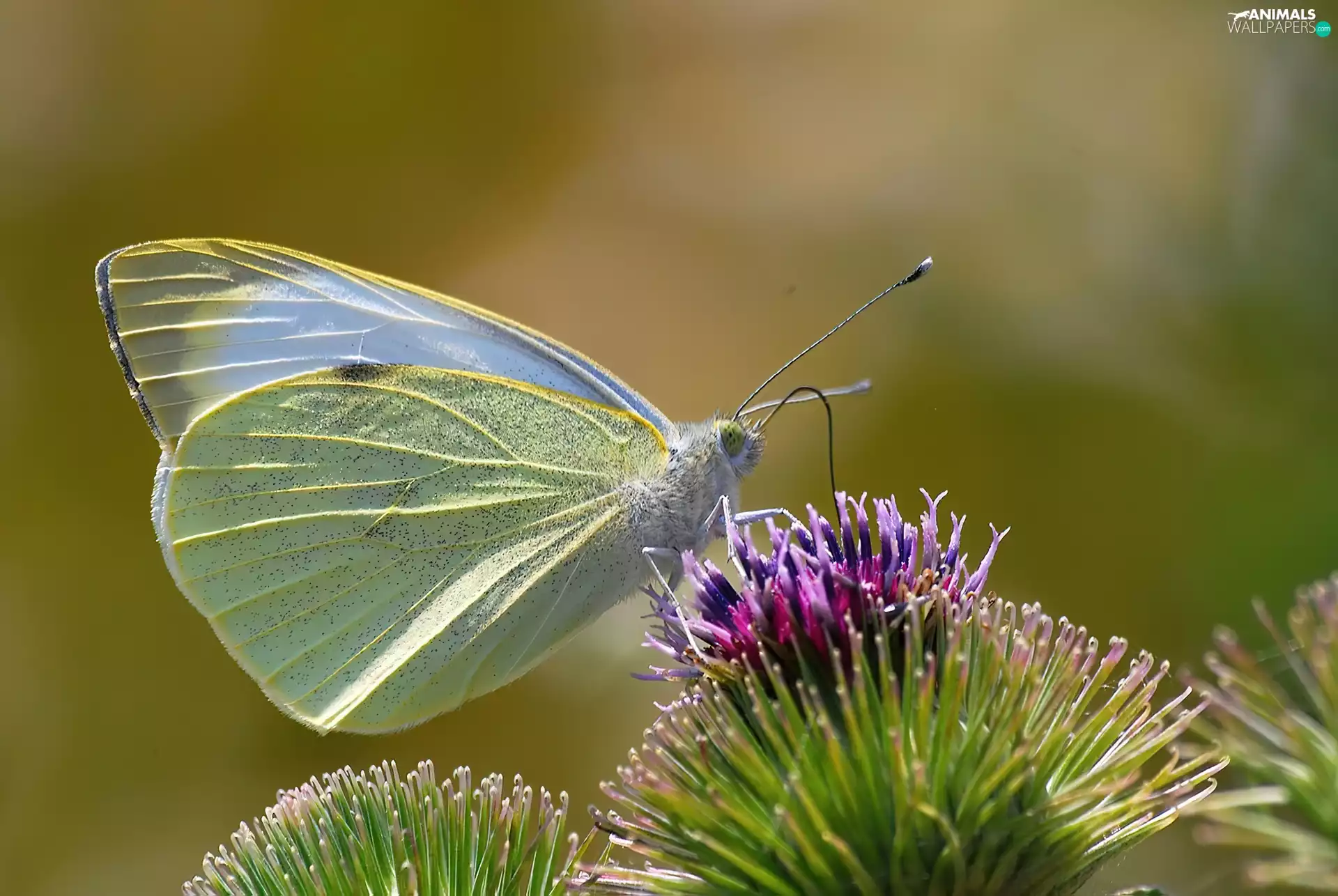 Colourfull Flowers, butterfly, Small White