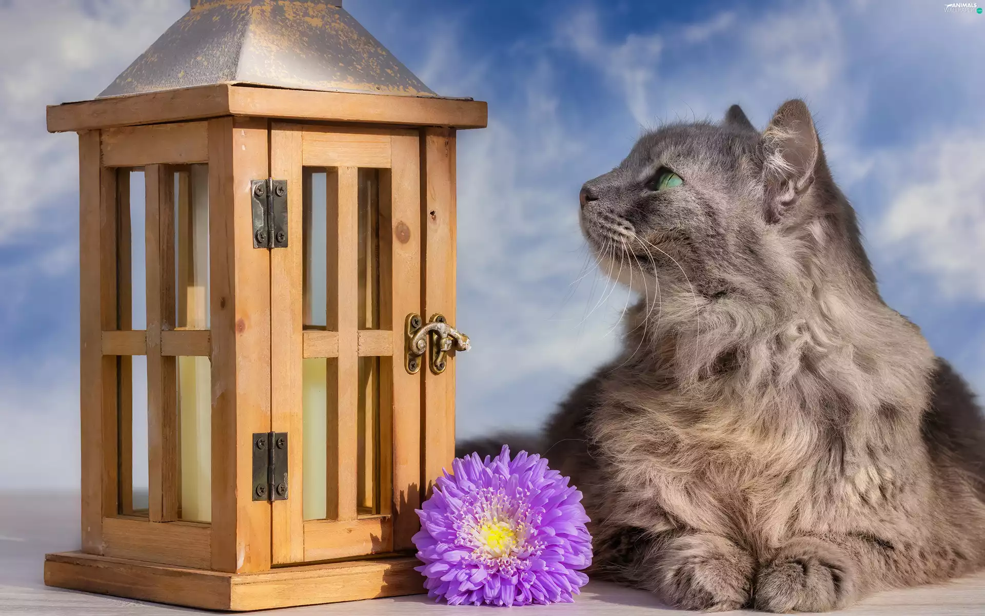 Aster, lantern, Colourfull Flowers, Violet, cat