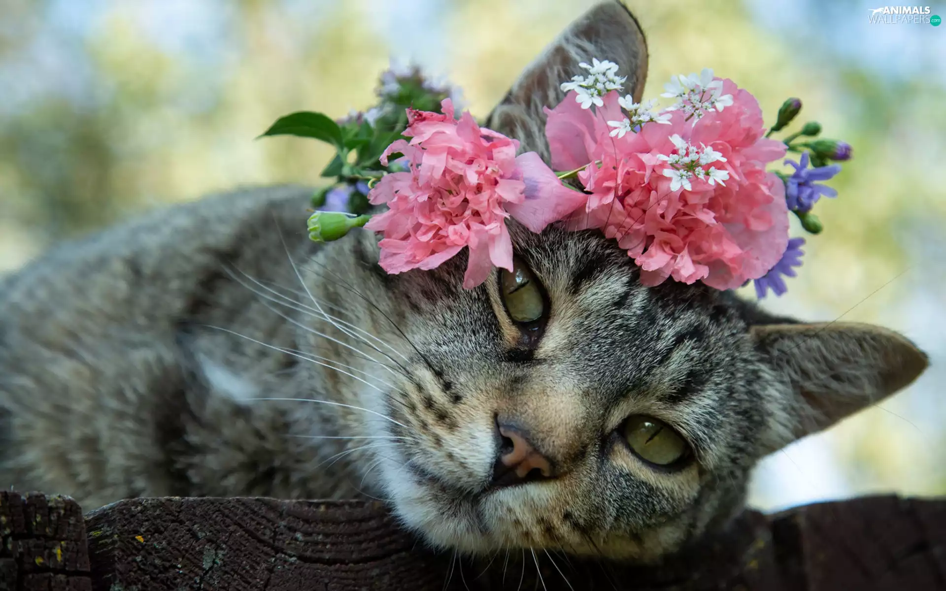 Flowers, dun, cat