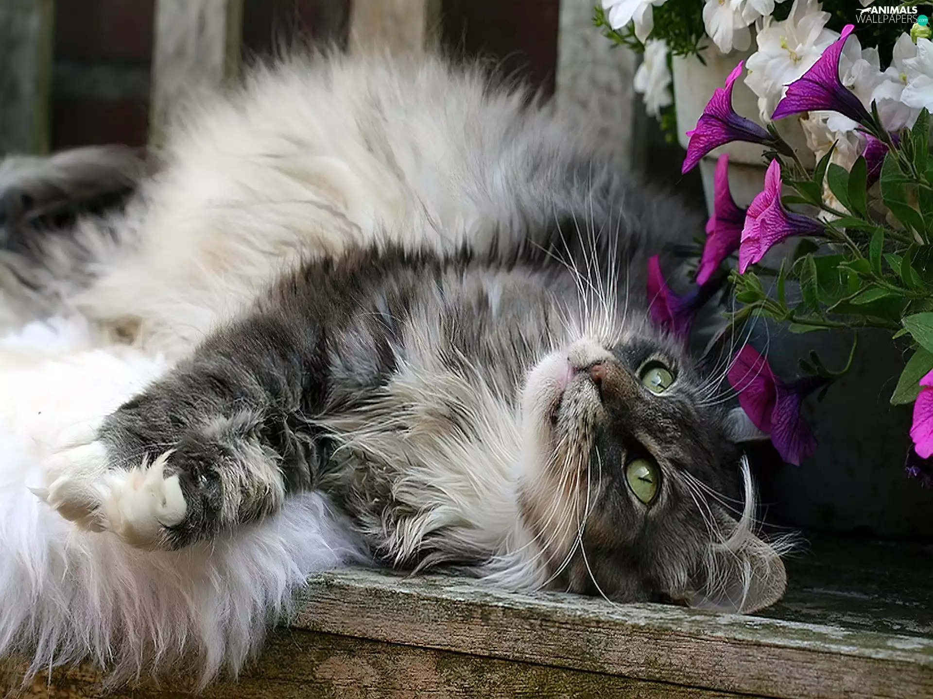 Flowers, fluffy, cat