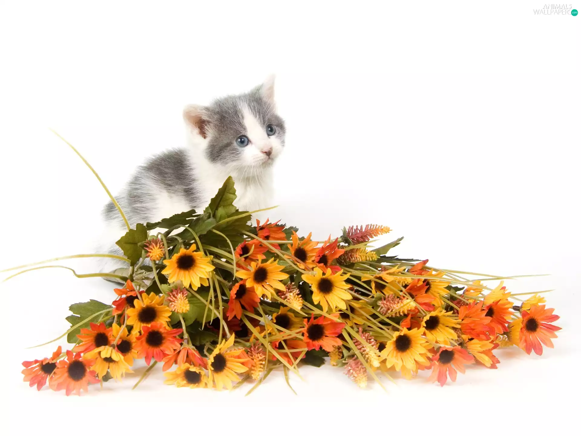 Flowers, cat