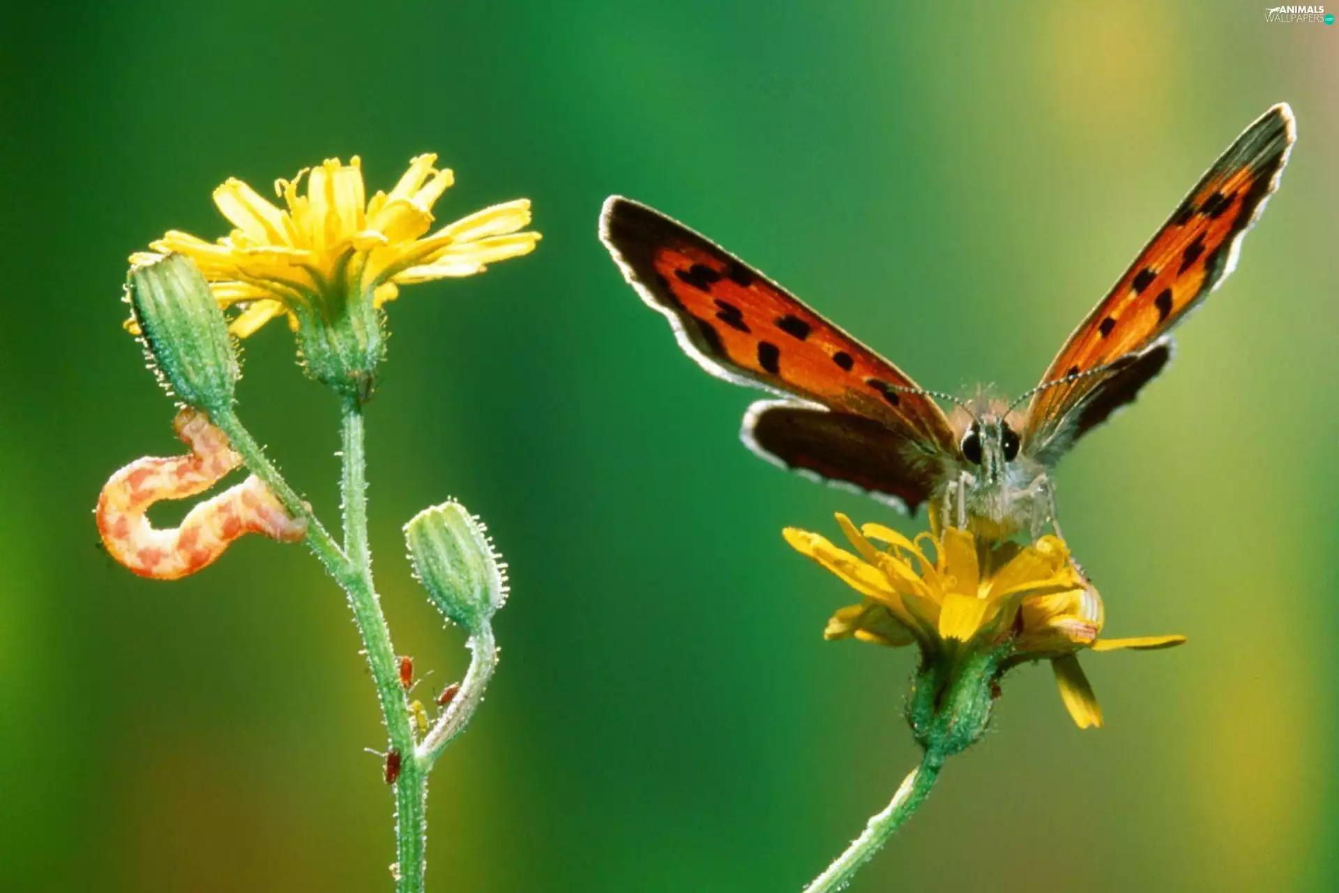 caterpillar, butterfly, Colourfull Flowers