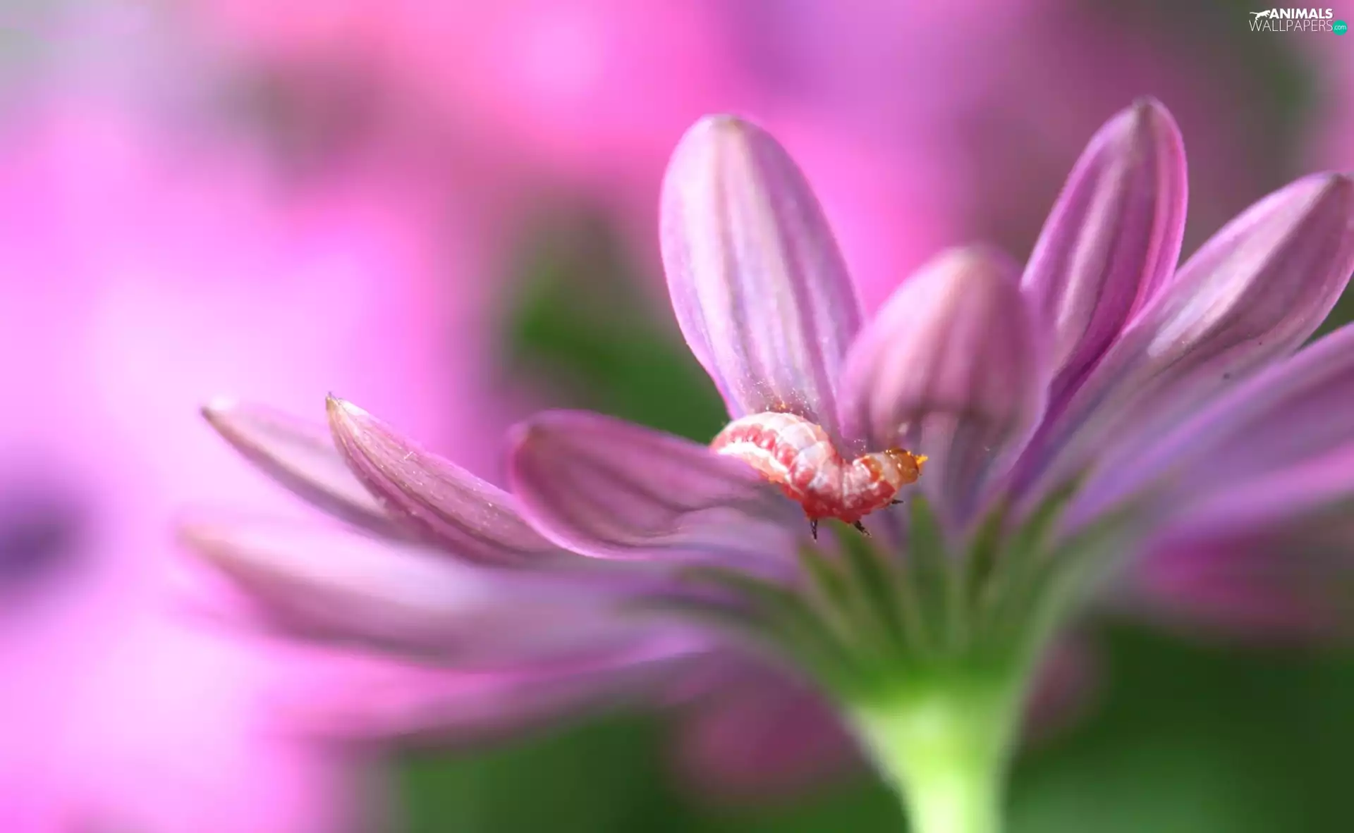 caterpillar, Pink, Colourfull Flowers