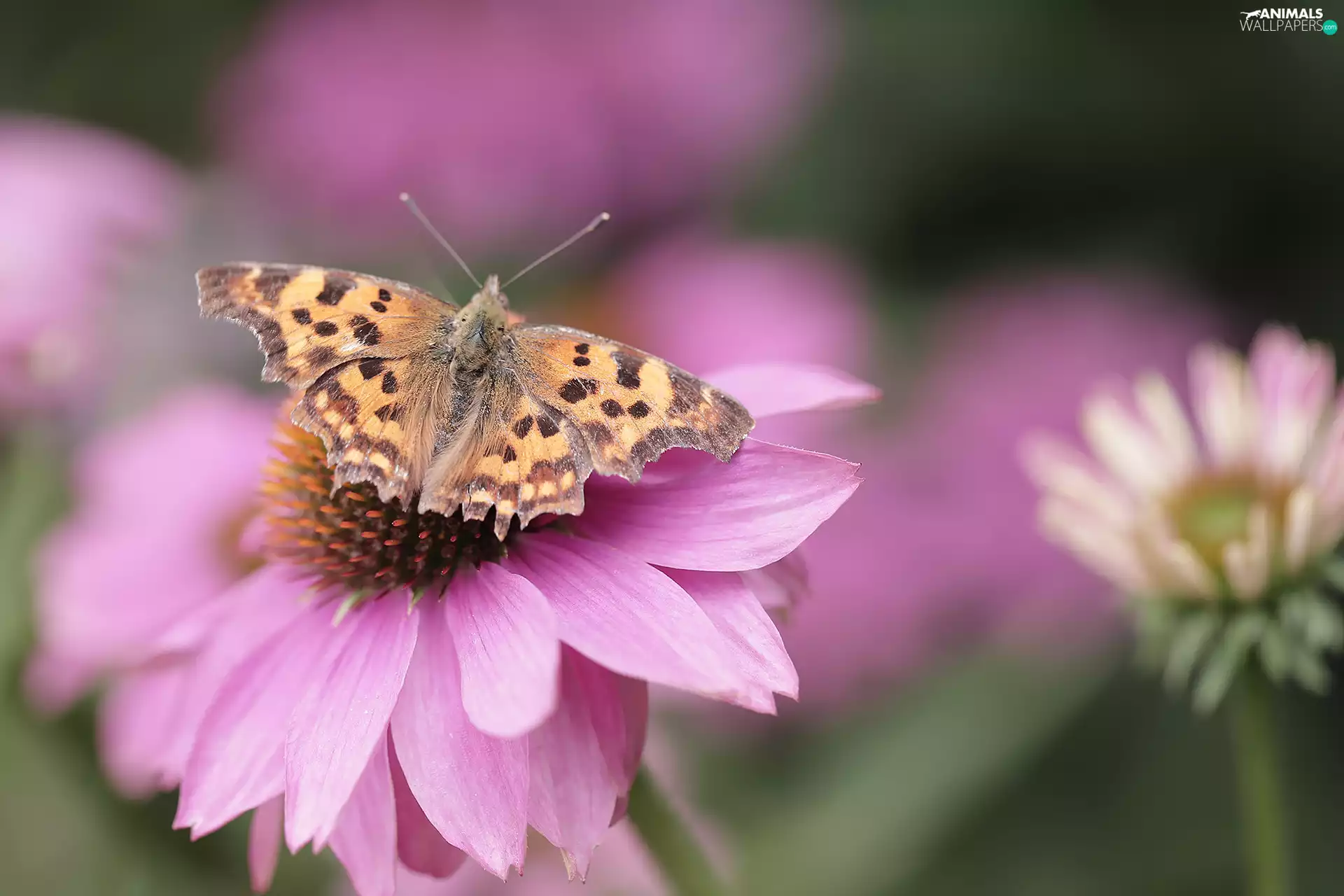 butterfly, echinacea, Colourfull Flowers, Mermaid Ceik