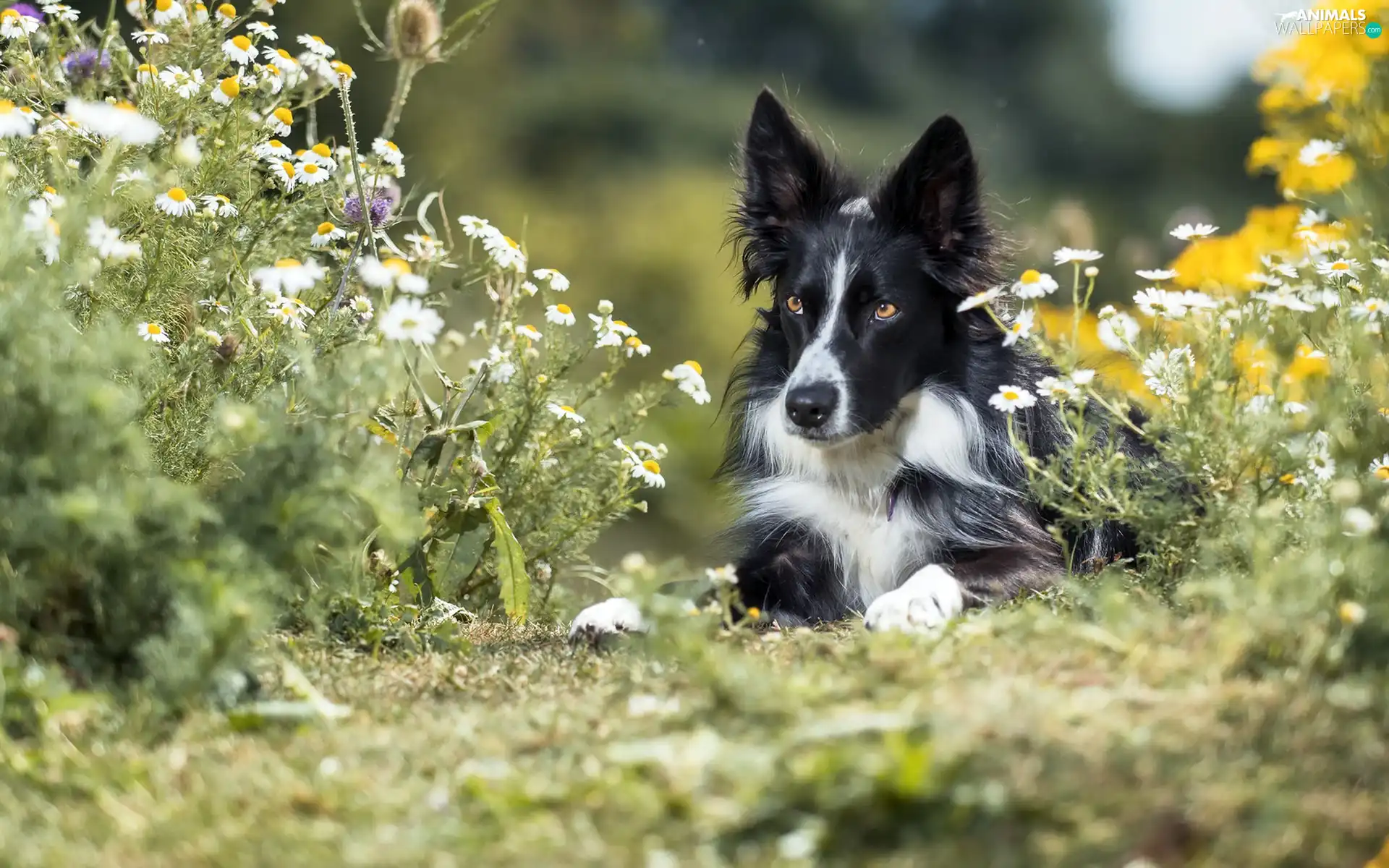 dog, Border Collie, Flowers, black and white