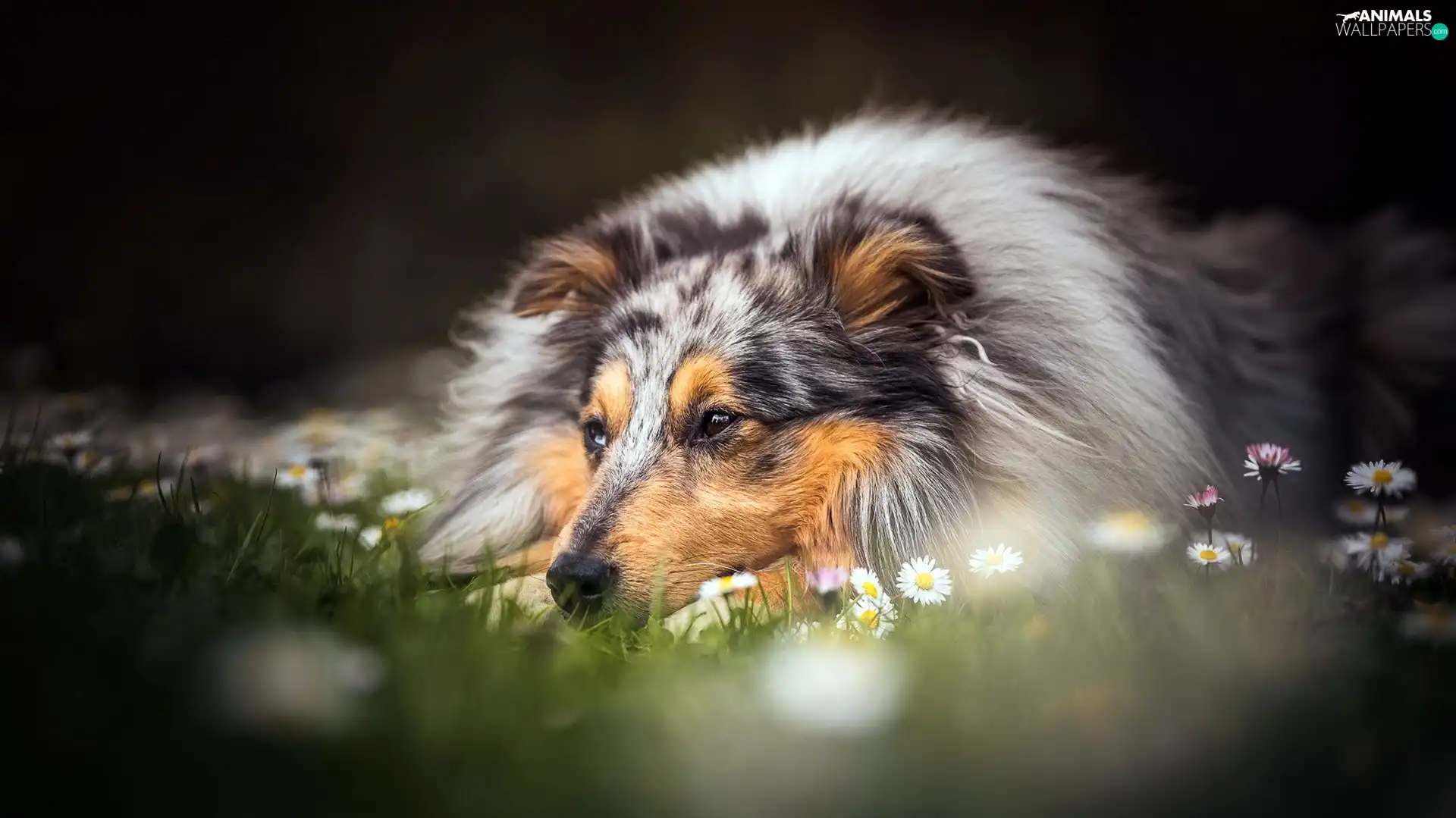 lying, Meadow, Flowers, Collie rough