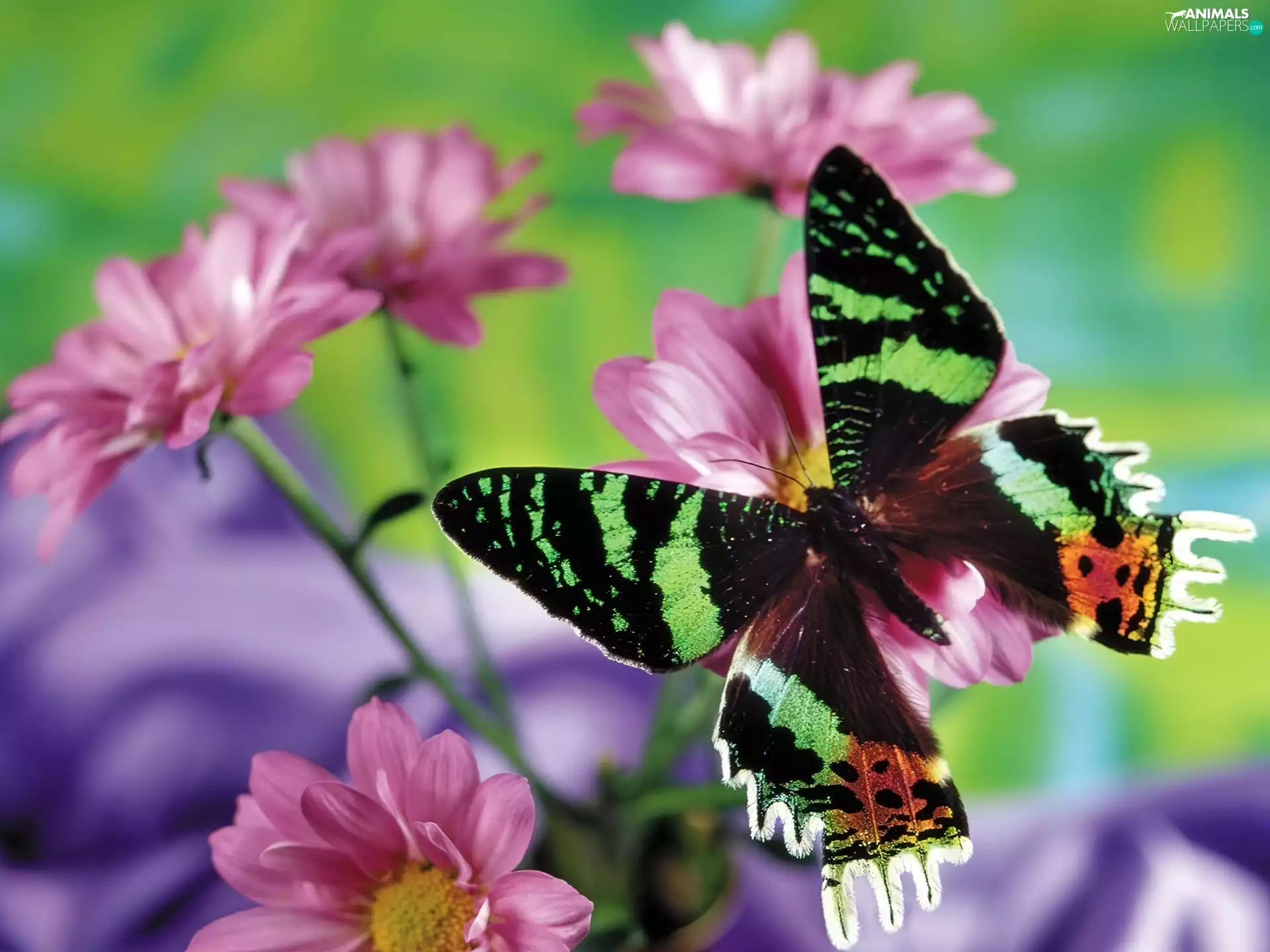 Pink, Flowers, color, butterfly, Beatyfull