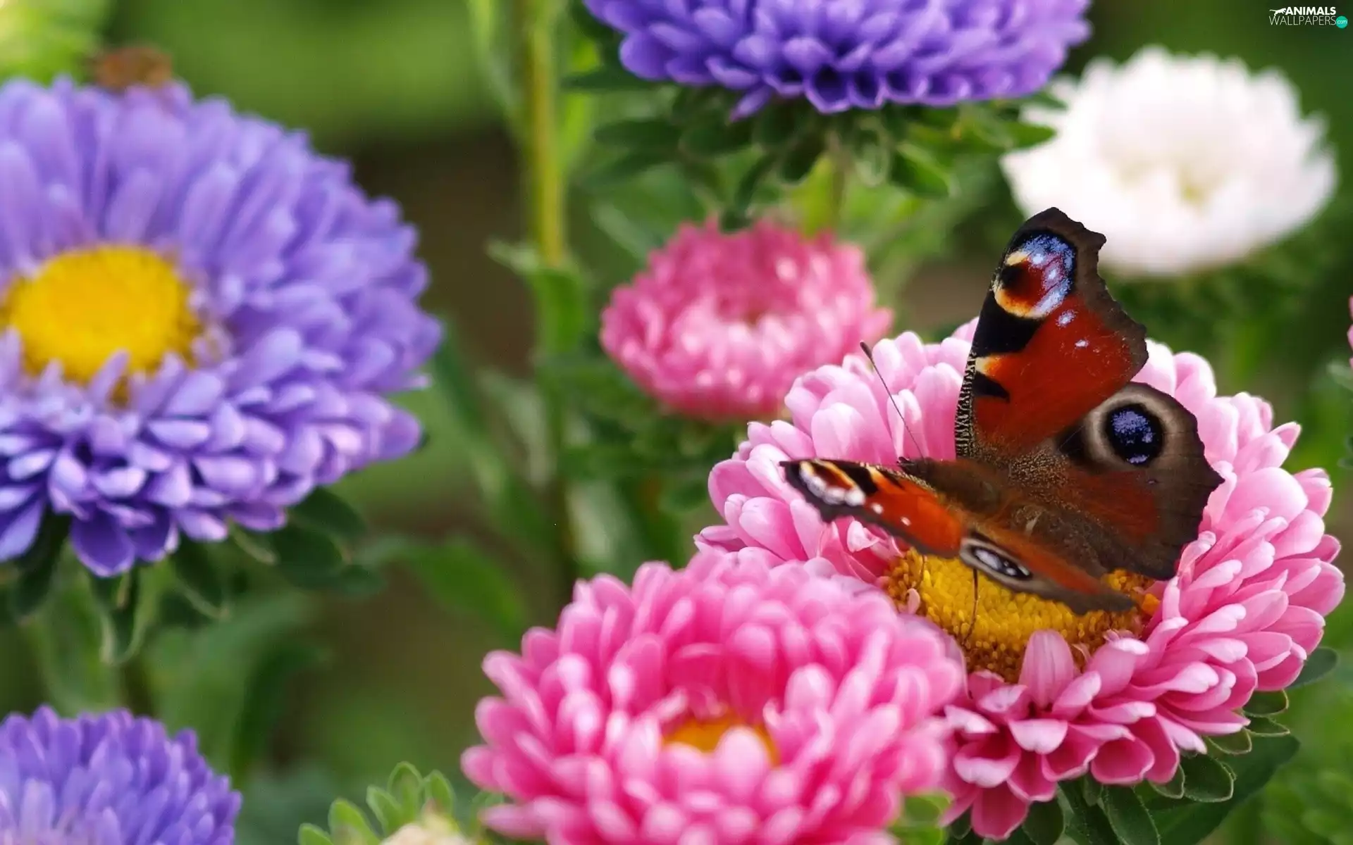 Flowers, butterfly, color