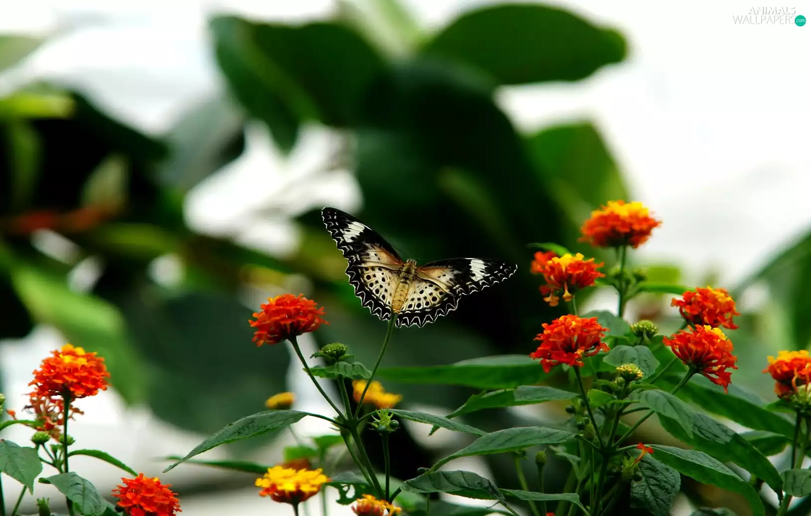Flowers, butterfly, color