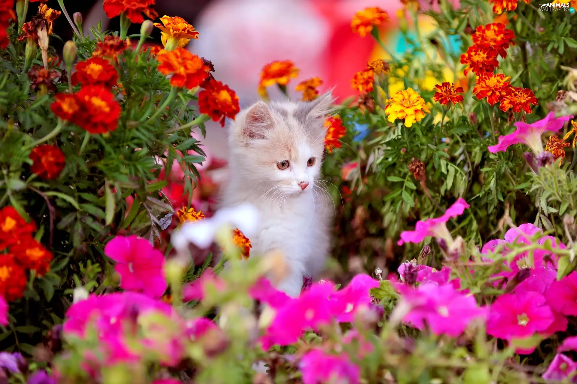 Flowers, kitten, color