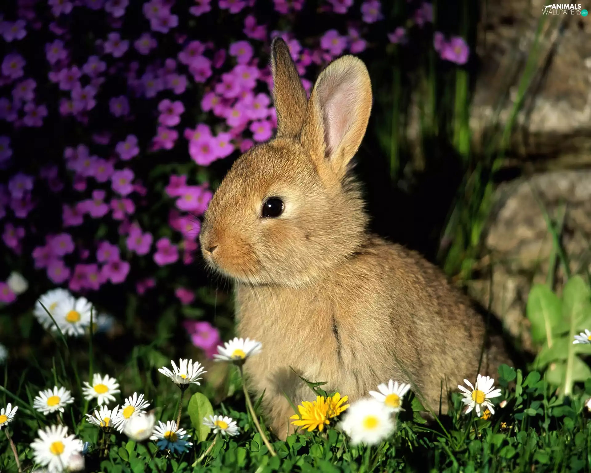 Flowers, Rabbit, color