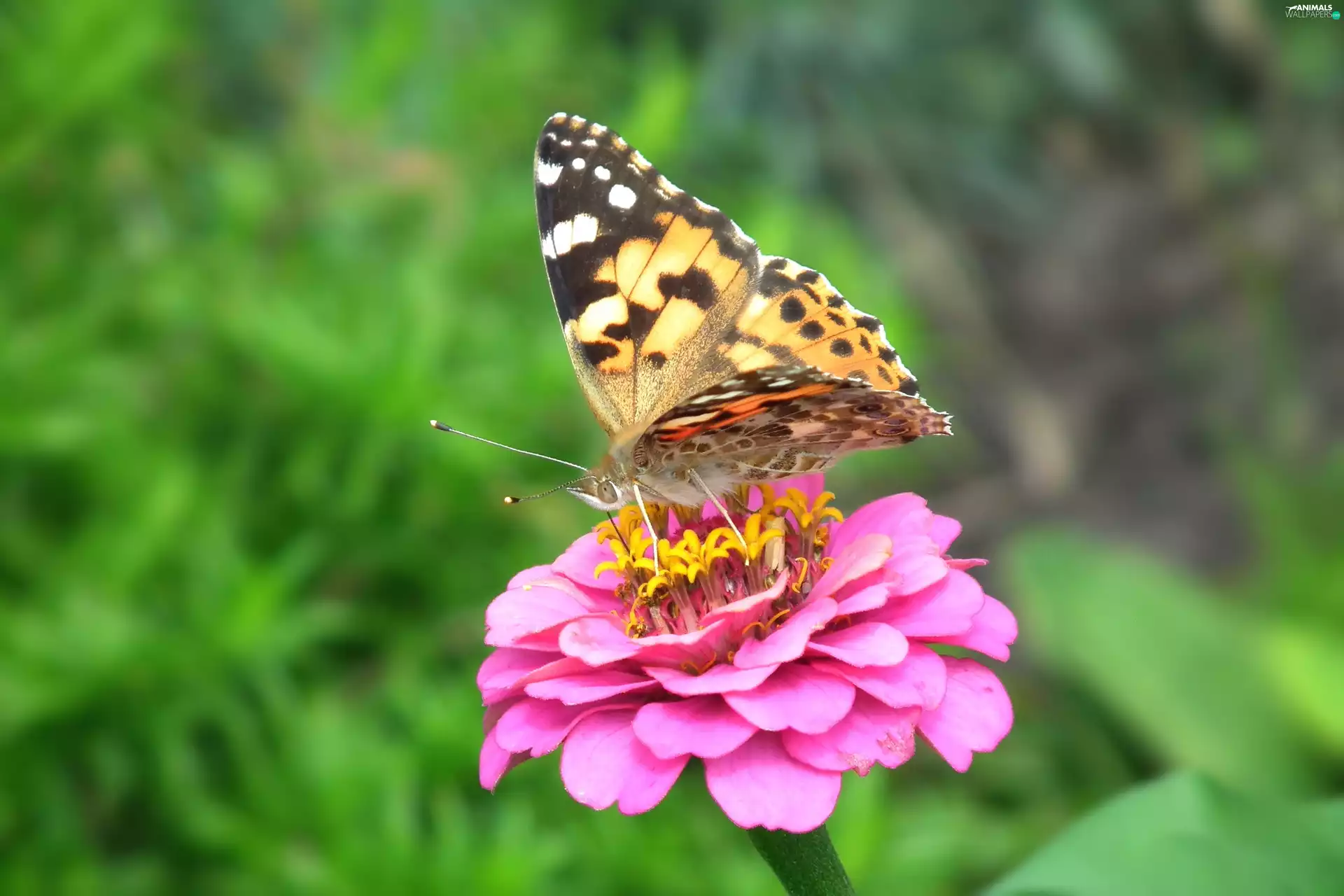Cardui, butterfly, Colourfull Flowers, zinnia, nature, undine