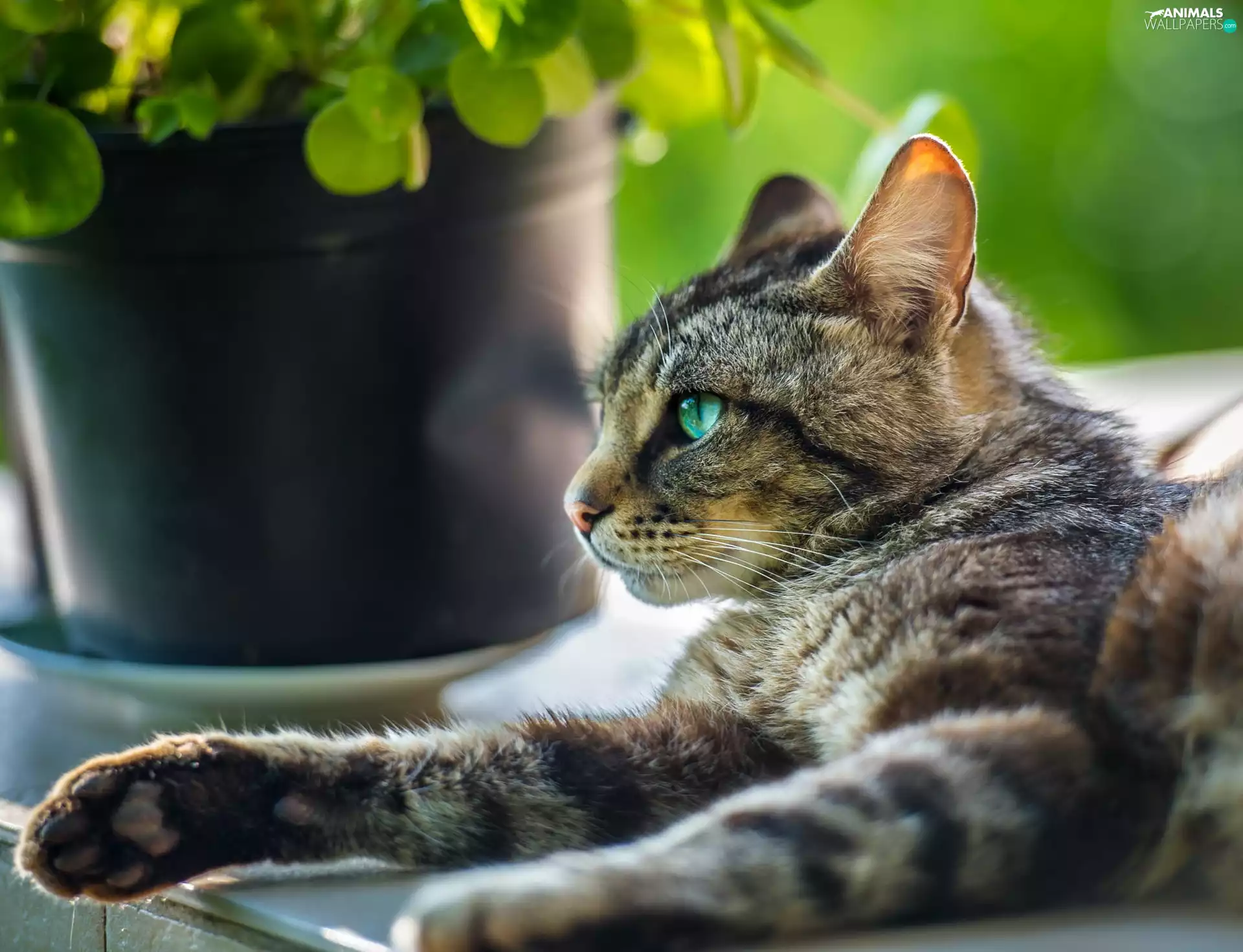 cupboard, lying, Colourfull Flowers, blur, pot, cat