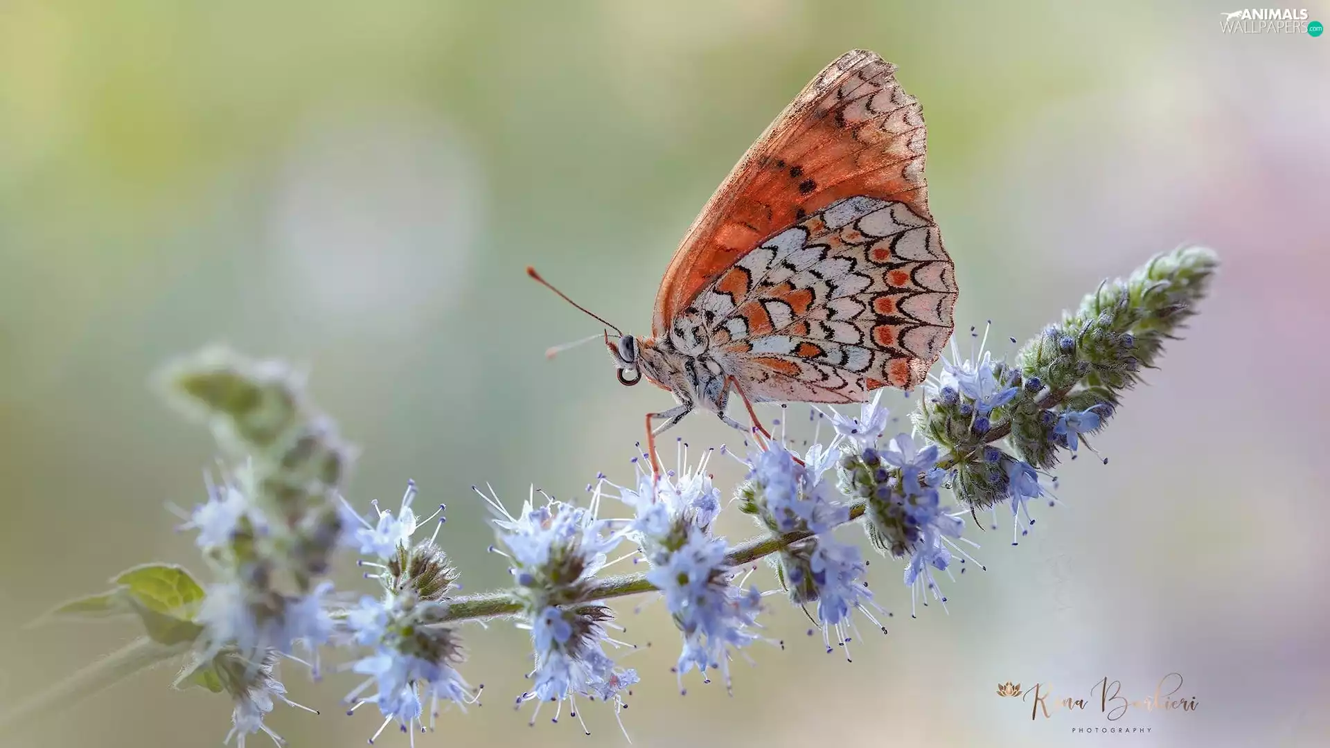 butterfly, plant, Colourfull Flowers, Red-Band Fritillary