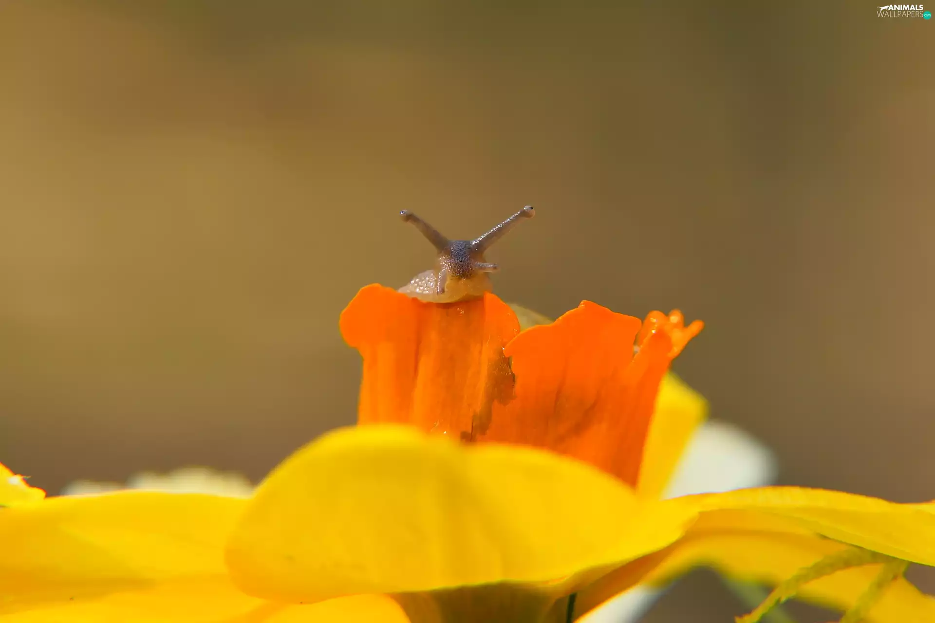 snail, Yellow, Colourfull Flowers, Brown-lipped snail