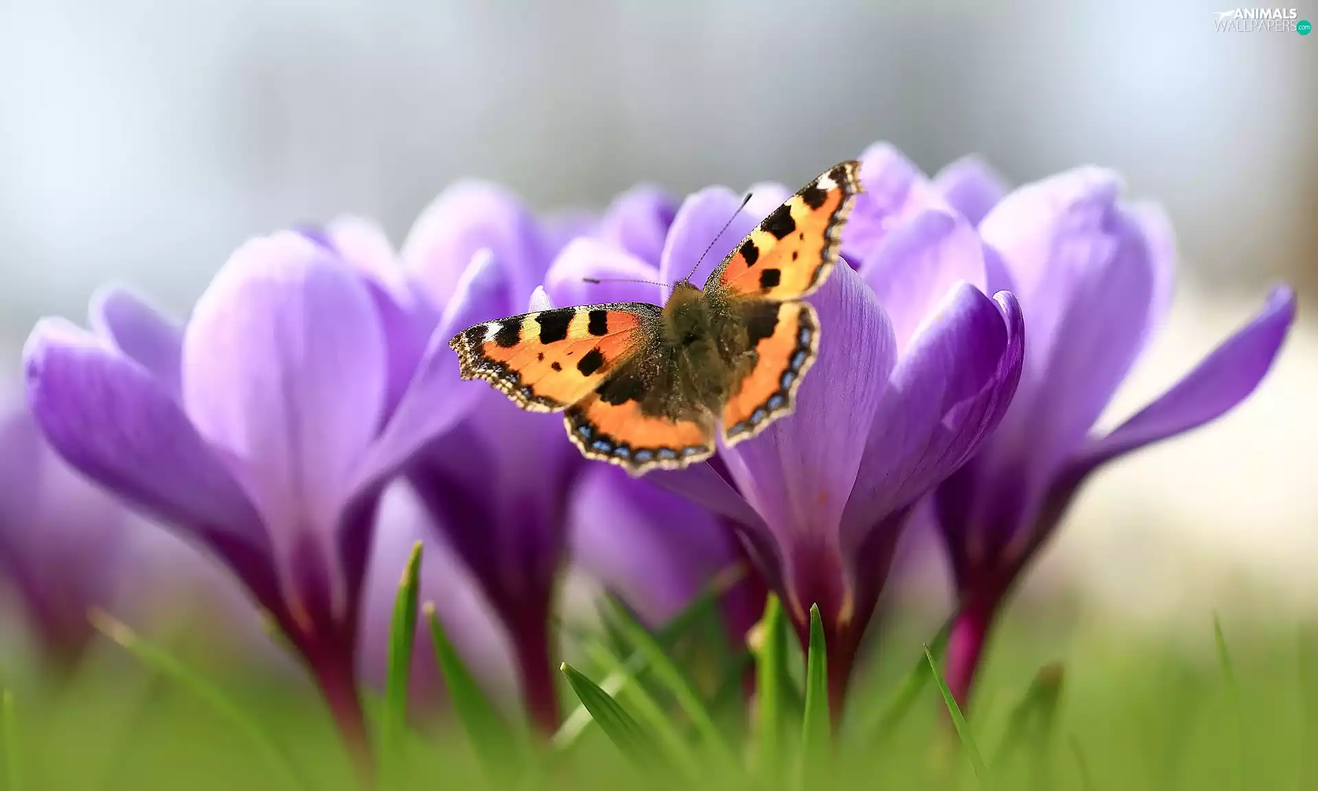 butterfly, Flowers, crocuses, Small Tortoiseshell
