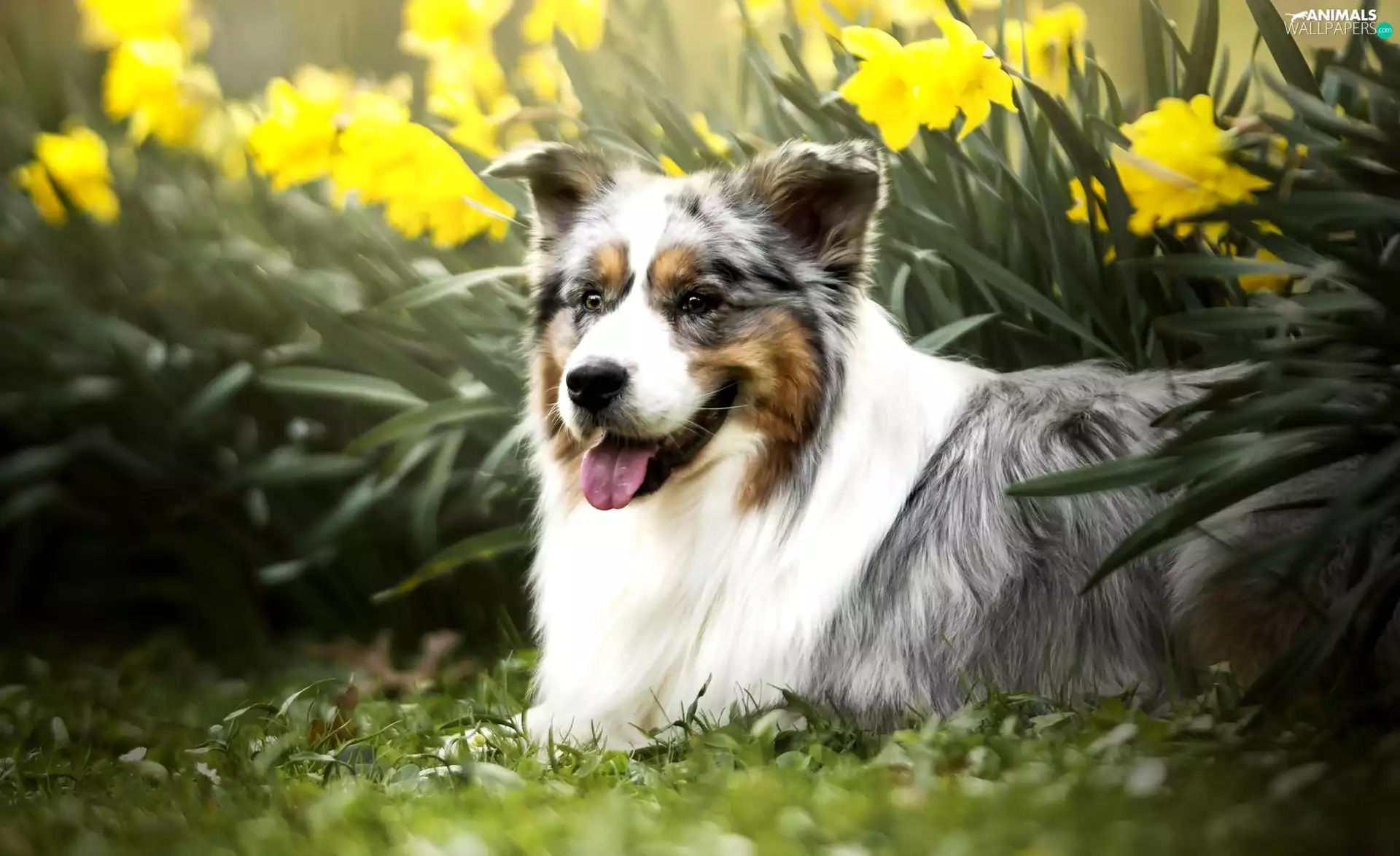 dog, Flowers, Daffodils, Australian Shepherd