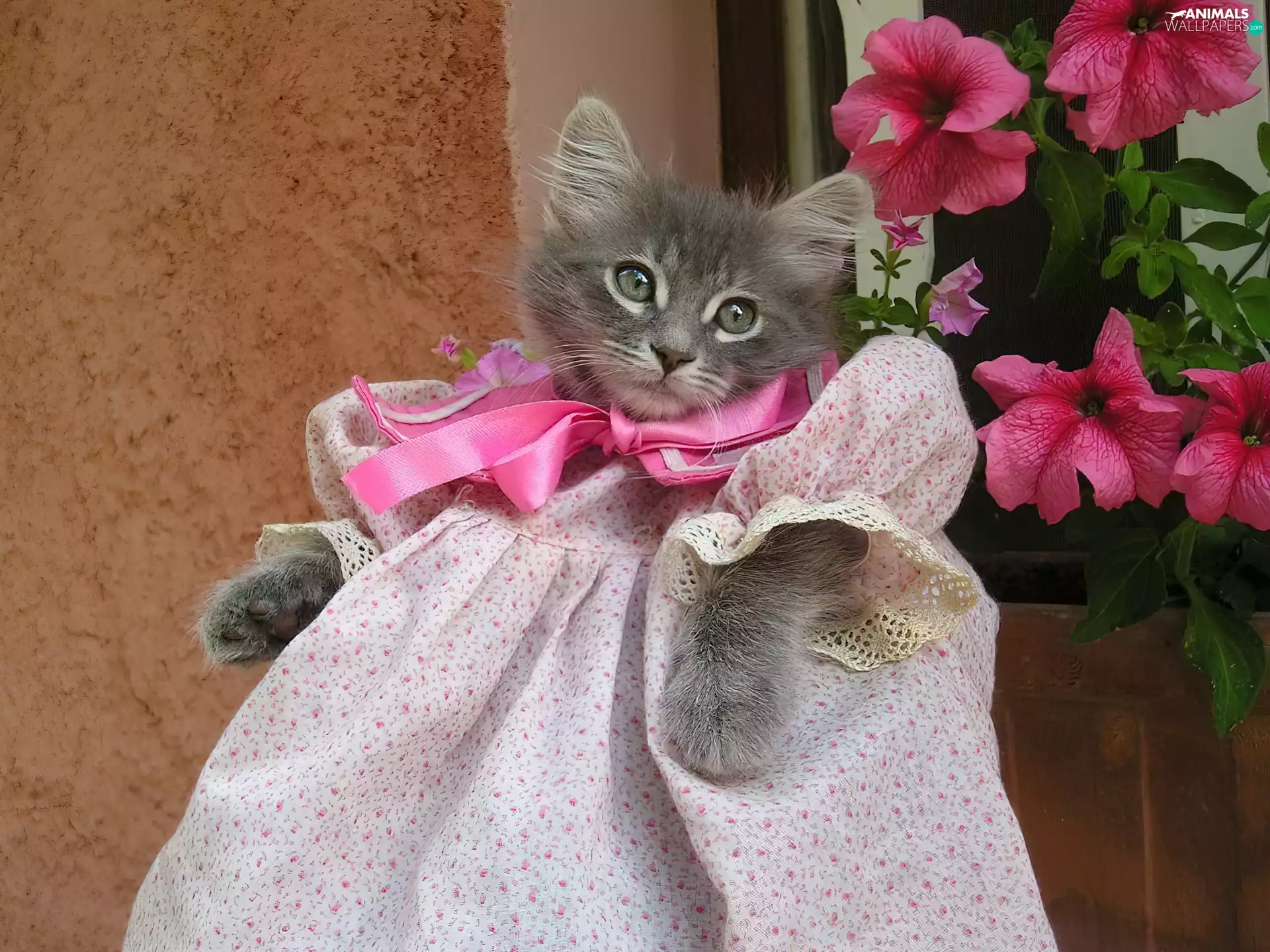 Flowers, kitten, disguise