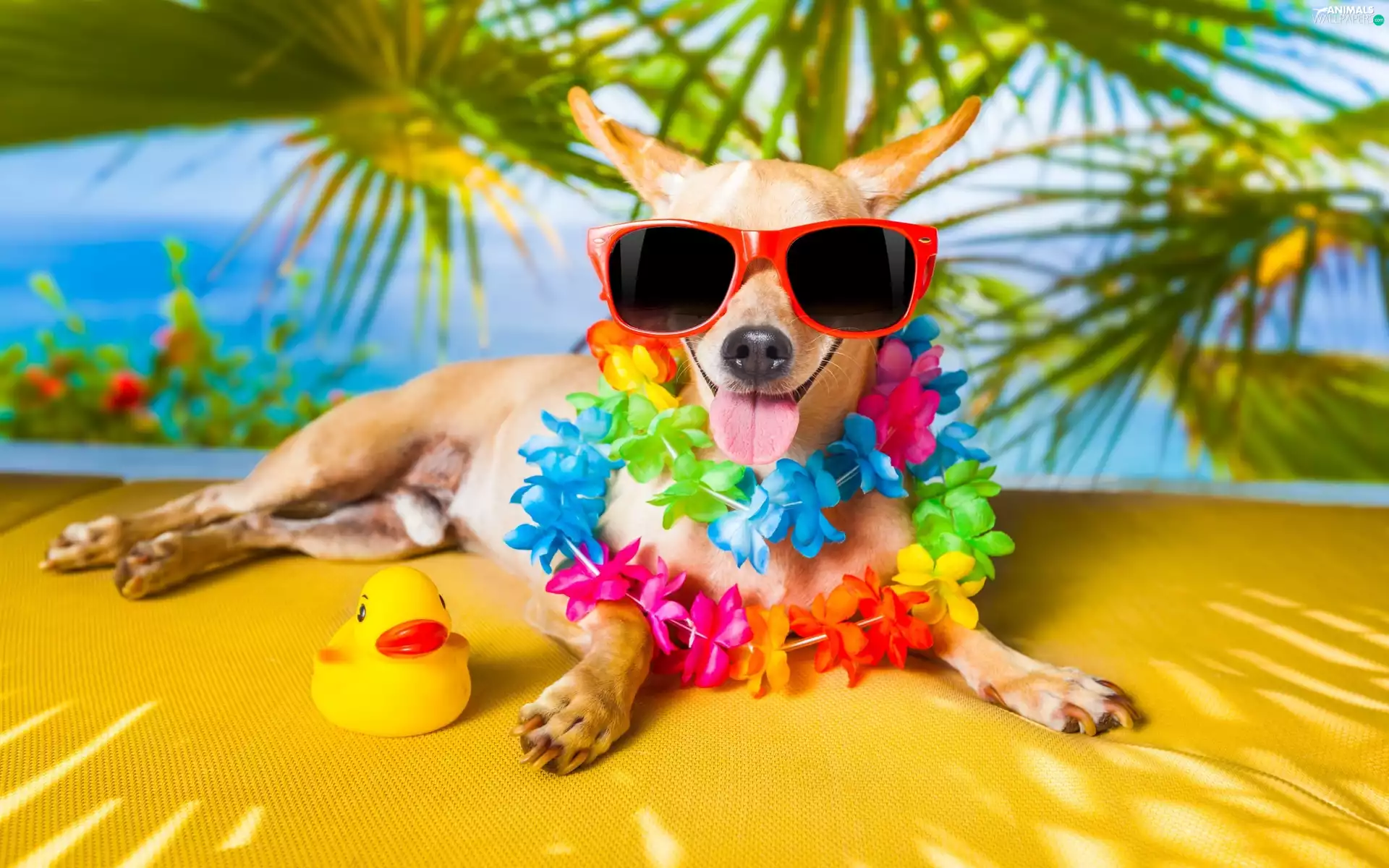 Flowers, Short-haired Chihuahua, holiday, Glasses, dog, Palms, Funny