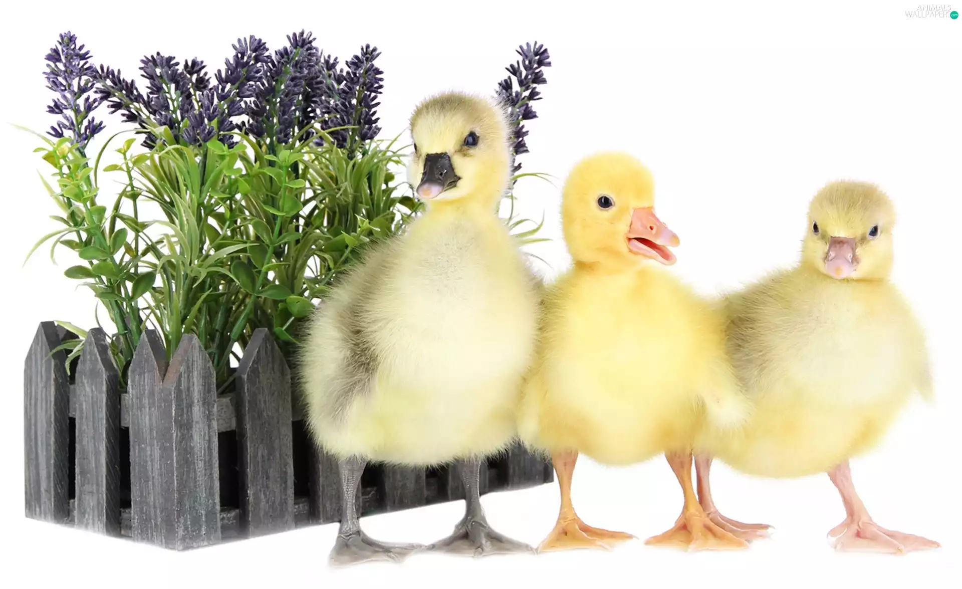 ducks, Hurdle, goose, Flowers