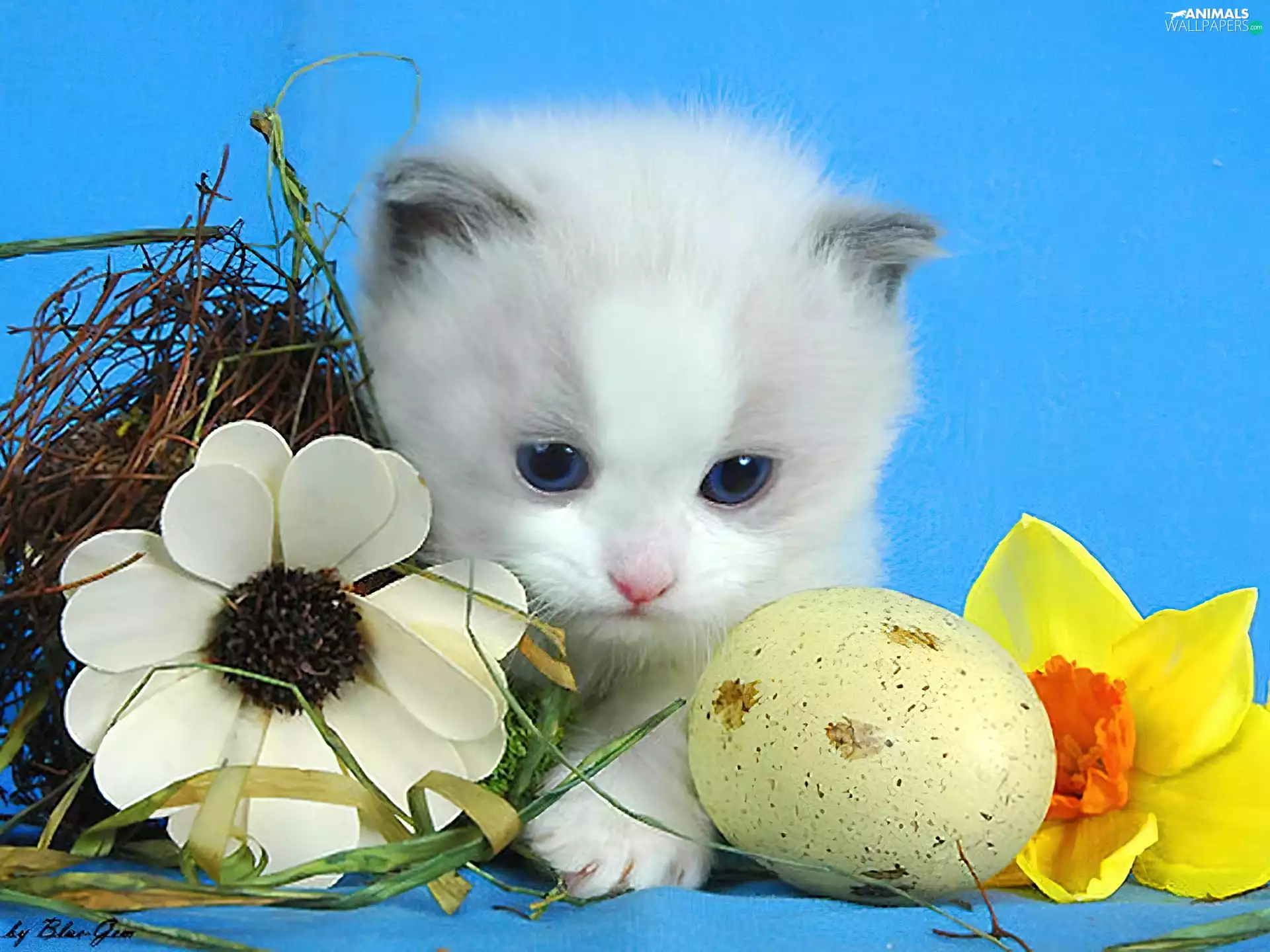 Flowers, kitten, egg