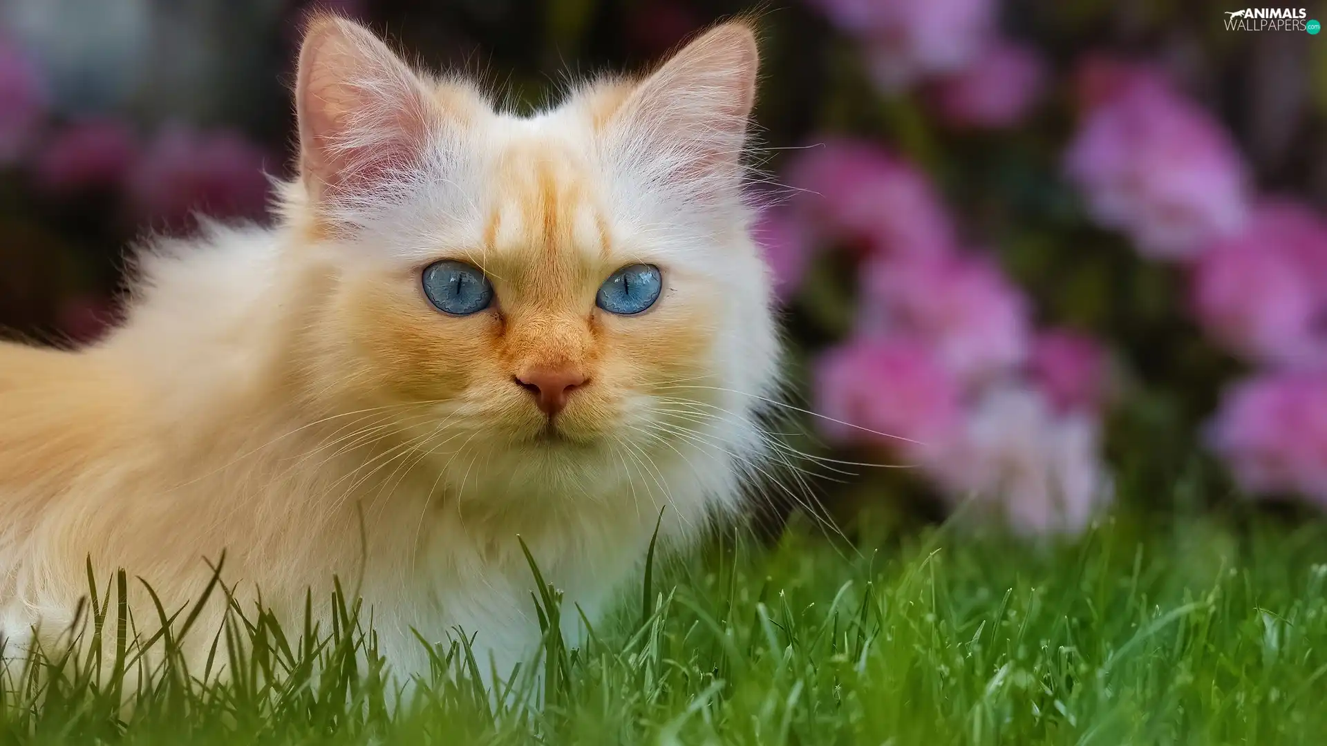 cat, Blue Eyed, Flowers, Pink, grass, Longhaired