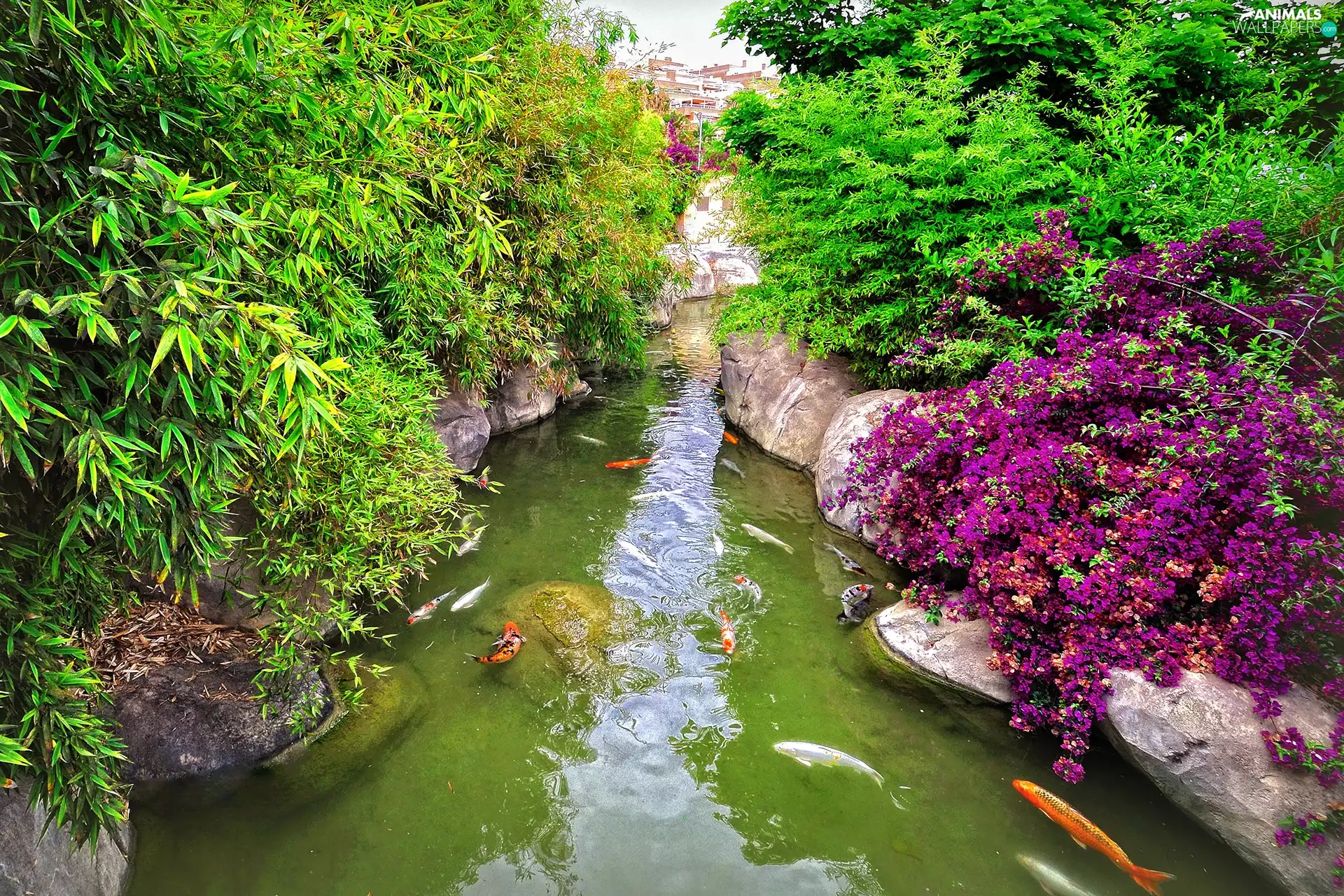 Bush, Flowers, fish, rocks, stream