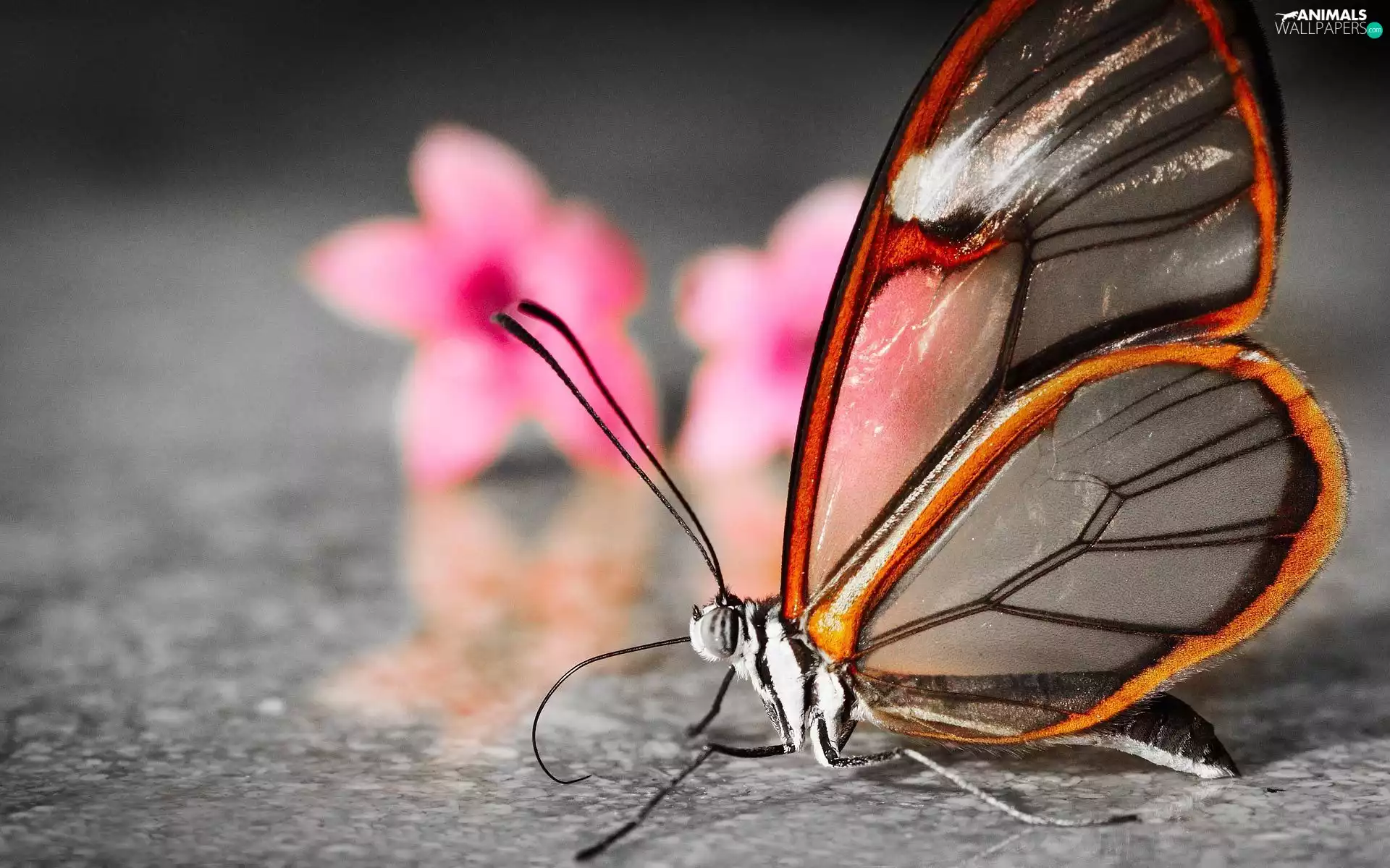 butterfly, Flowers, floor, Greta Oto