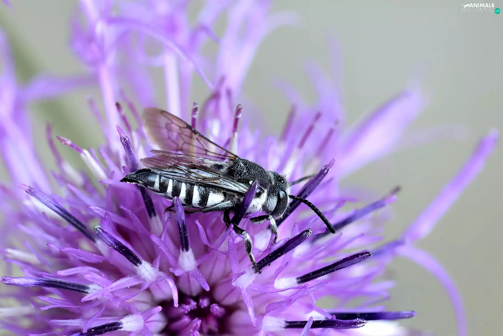 fly, Violet, Colourfull Flowers
