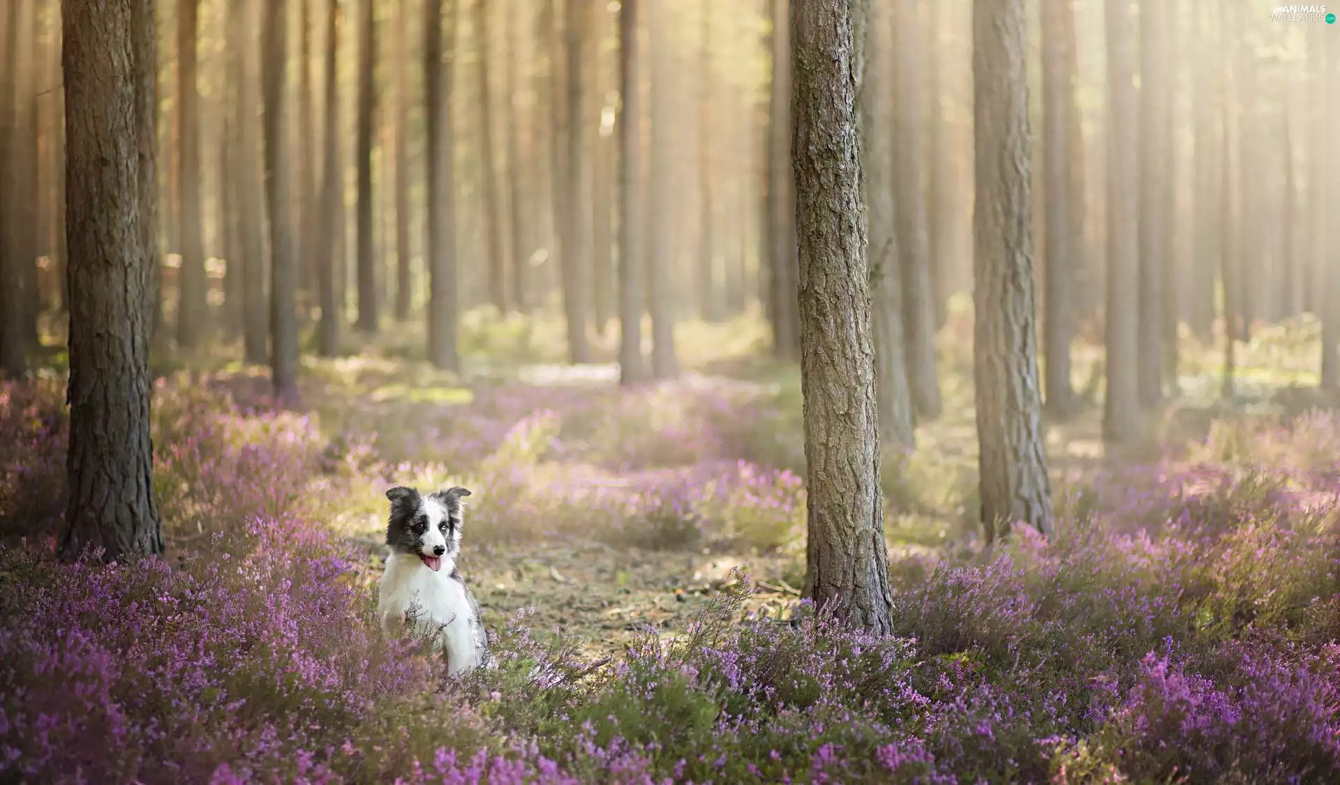 forest, heather, dog, Flowers