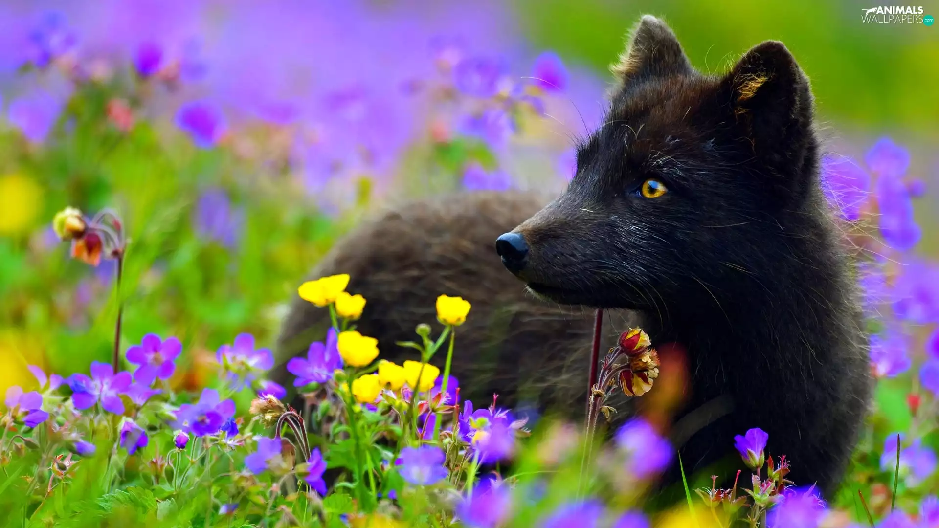 Flowers, Black, Fox