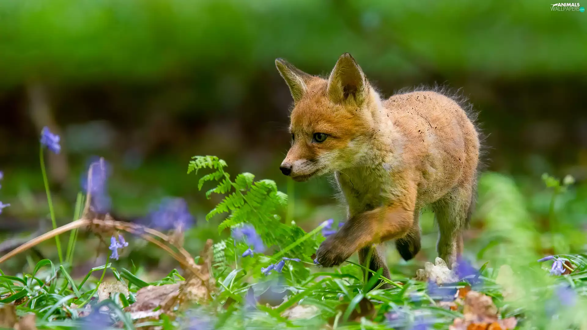 grass, Flowers, Fox, fox, ginger