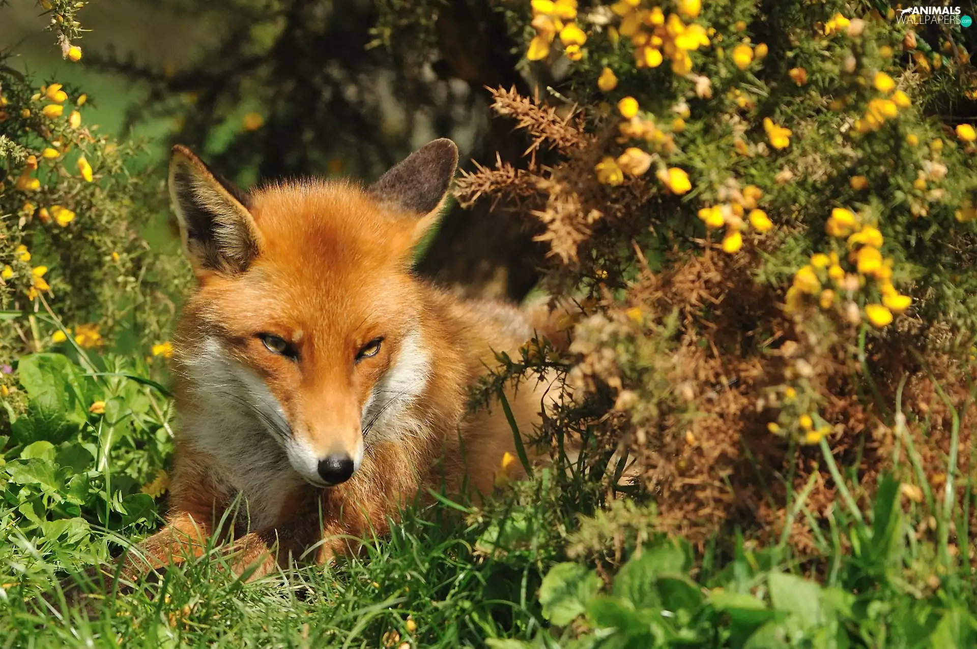 Wildflowers, Flowers, Fox, grass, ginger