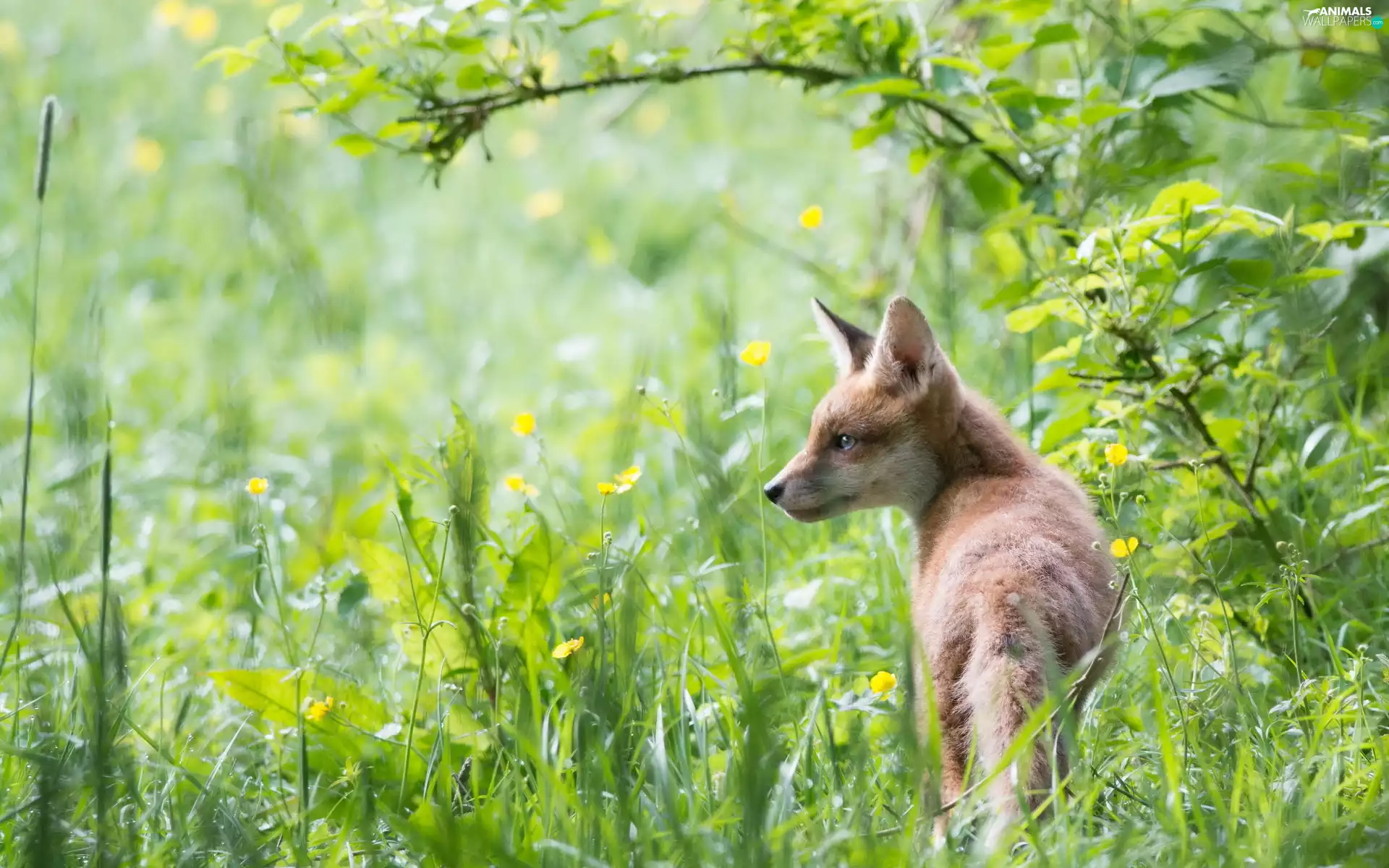 Fox, grass, twig, Flowers