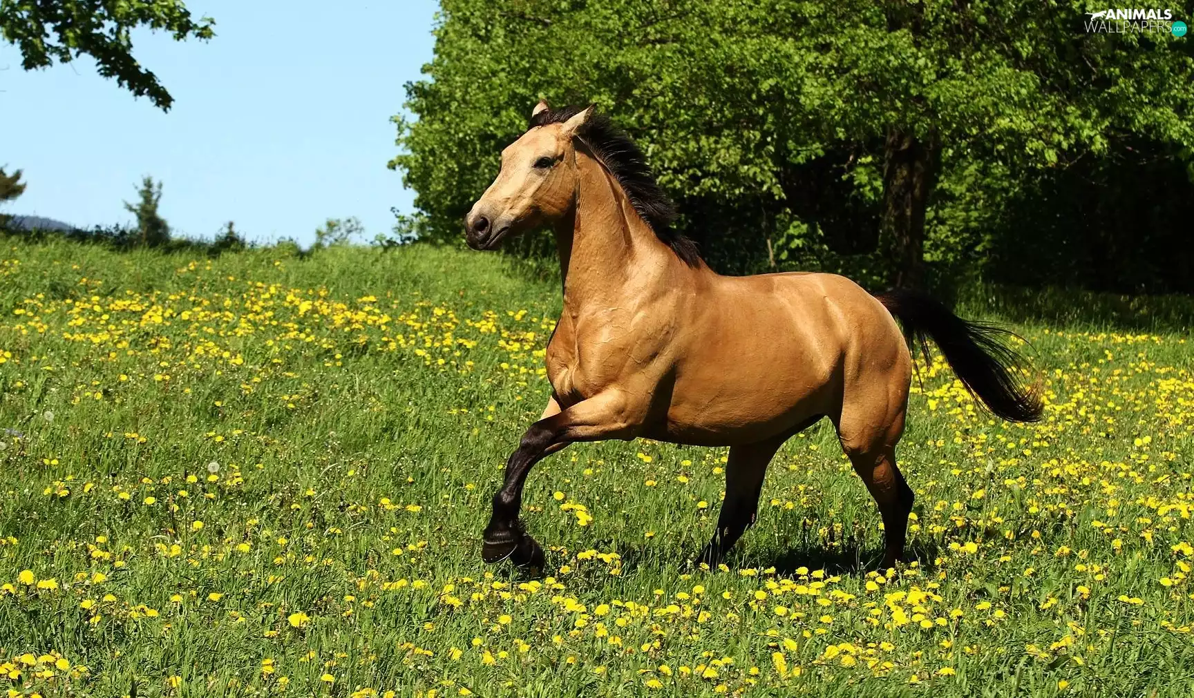 Yellow, Flowers, gear, Meadow, Horse