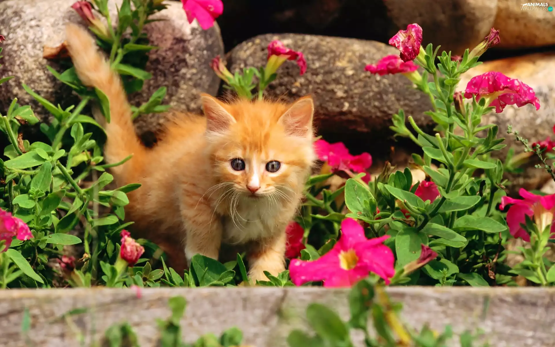 Pink, flowers, ginger, kitten, small