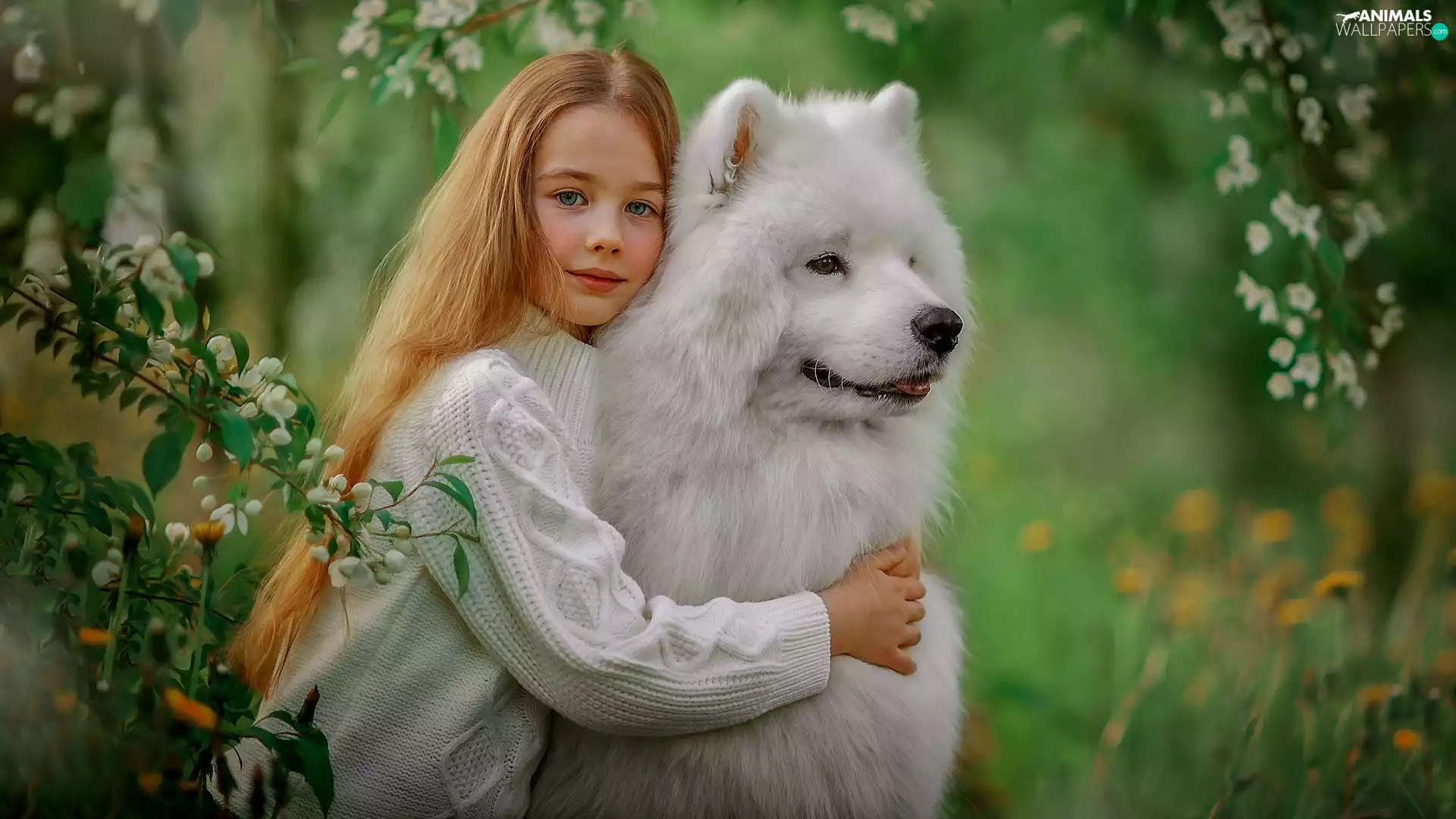 dog, redhead, Twigs, Flowers, Samojed, girl